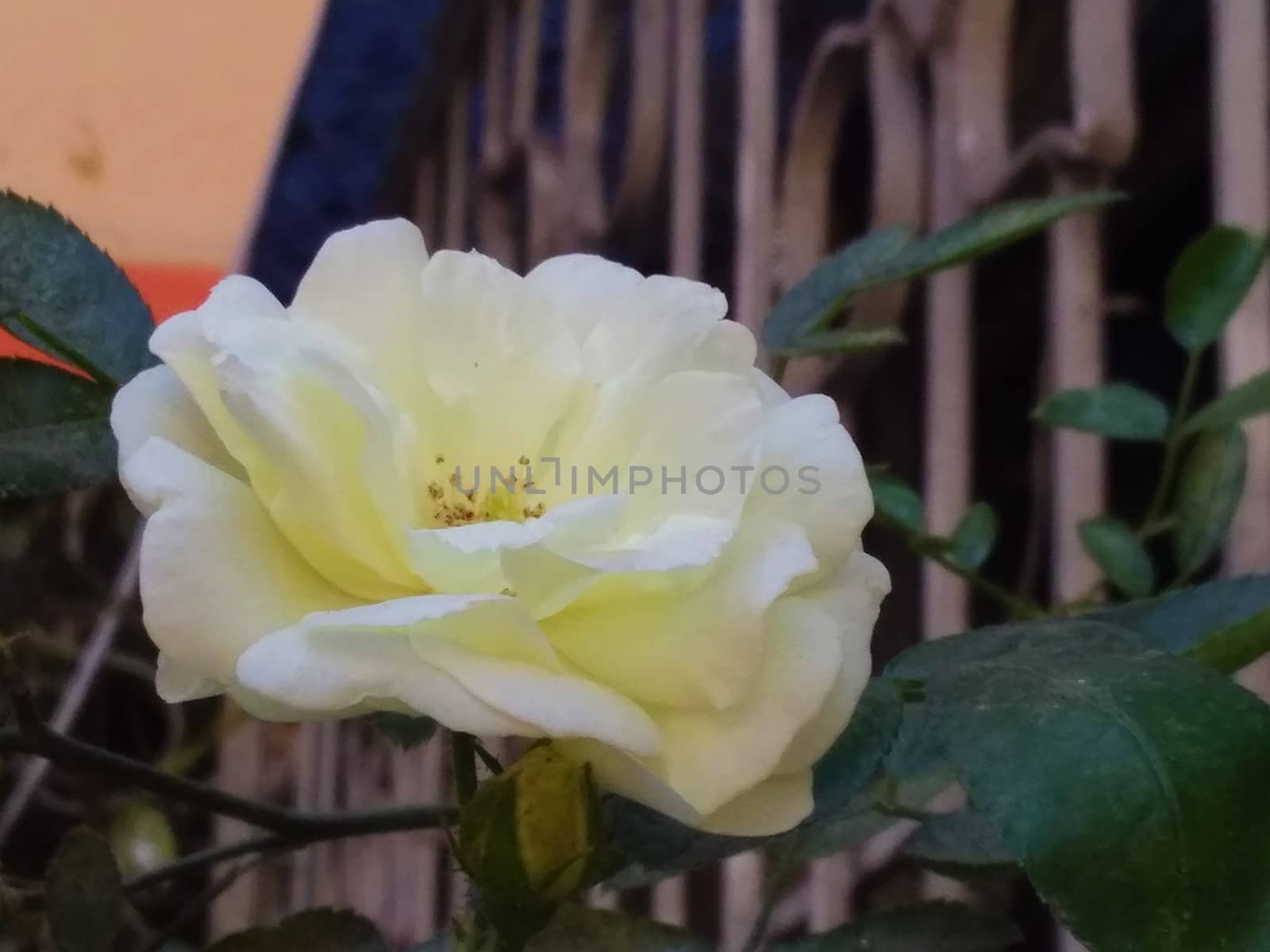 a lovely and beautiful rose