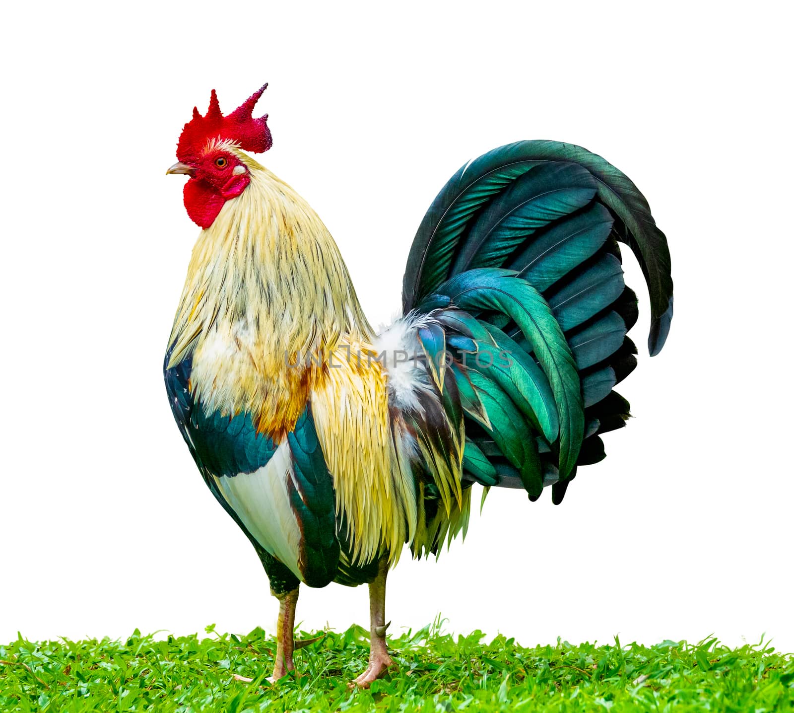 An Isolated Proud Rooster (Cockerel) Standing In The Grass Symbolising Pride And Masculinity