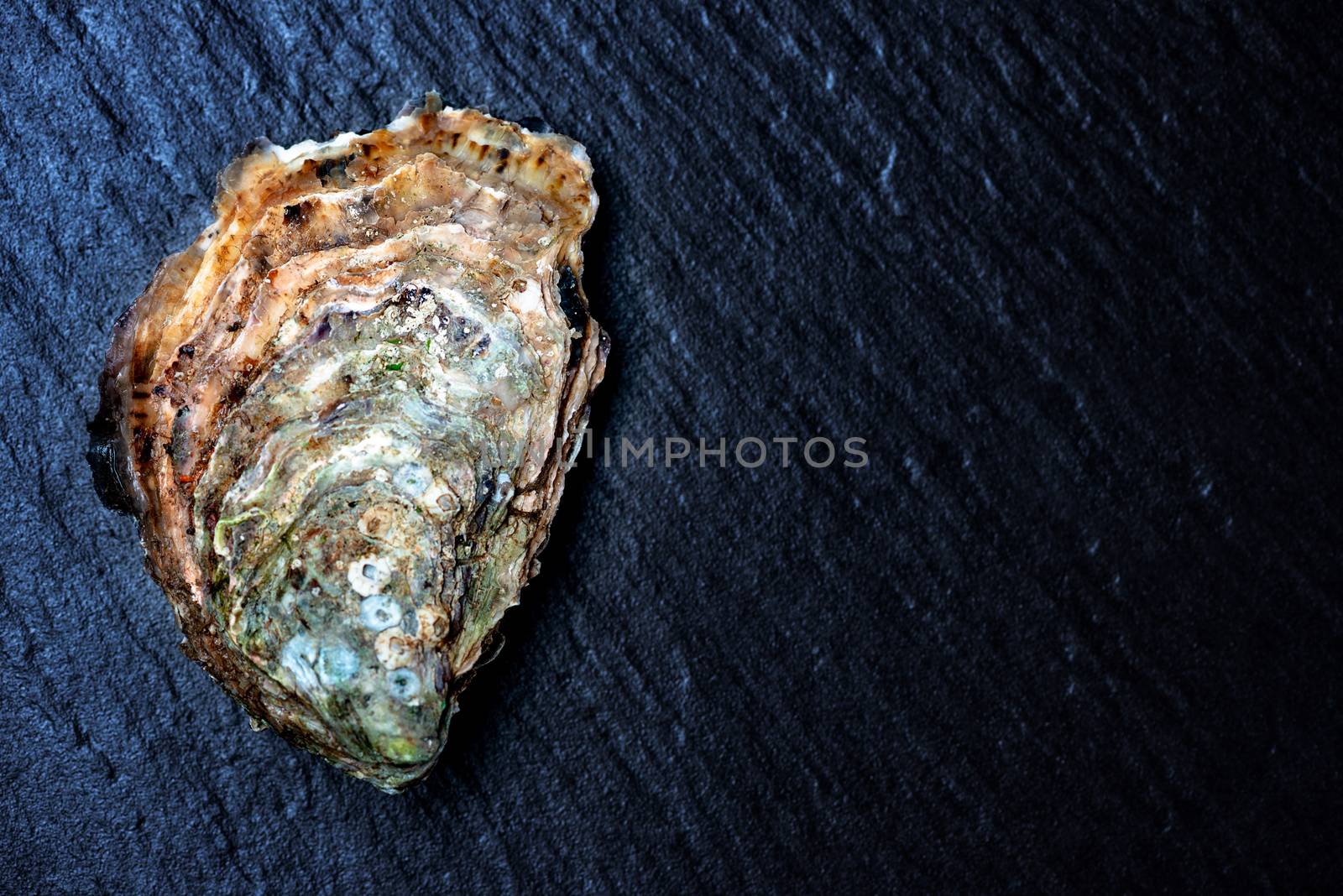 Raw oysters on stone surface by Nanisimova