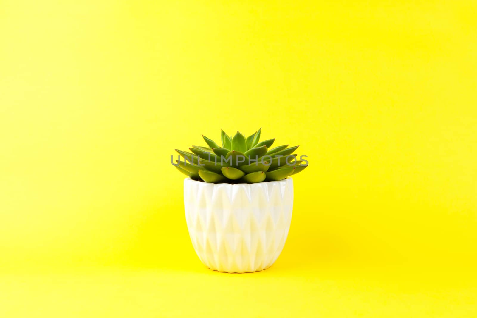 Trendy succulent Haworthia cymbiformis in white flower pot on yellow background, copy space. For social media, poster, interior, blog, flower shop. Home gardening concept. Horizontal by ALLUNEED