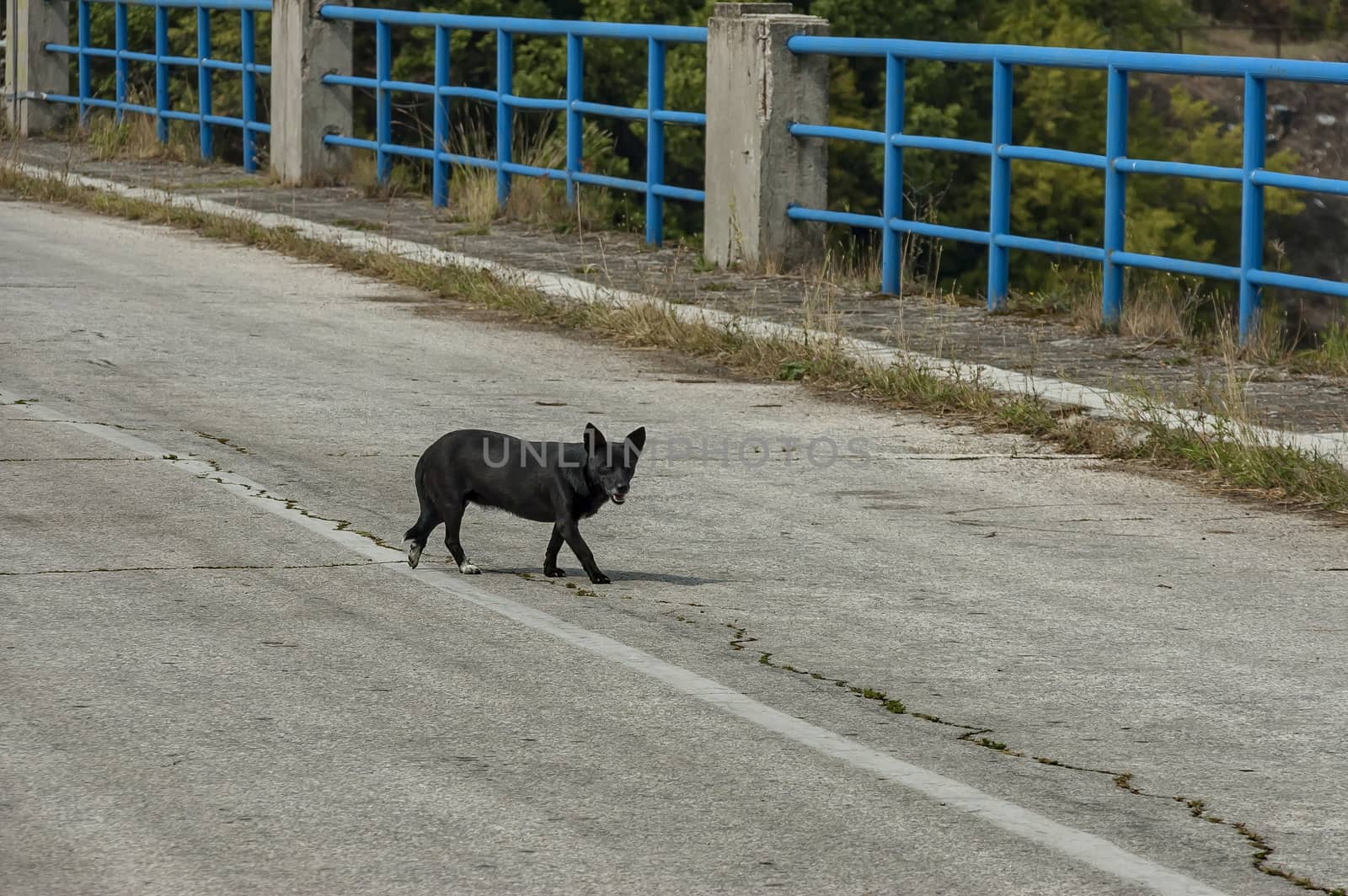 View from road over reservoir wall of Topolnitsa dam with black dog, village Muhovo, Ihtiman region, Bulgaria, Europe