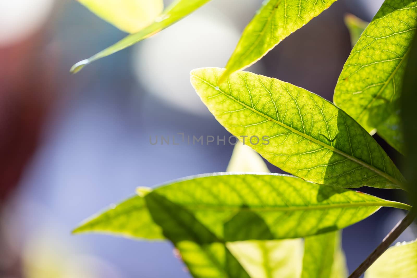 Close Up green leaf under sunlight in the garden. Natural background with copy space.
