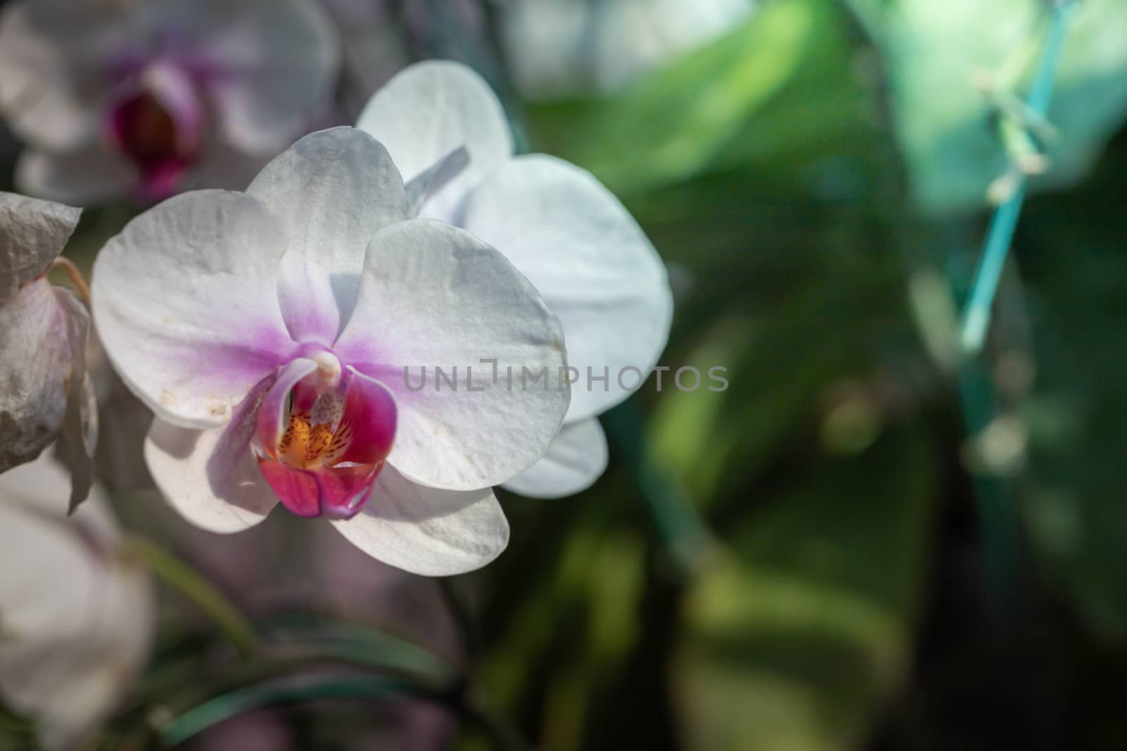 Beautiful blooming orchids in forest, On the bright sunshine