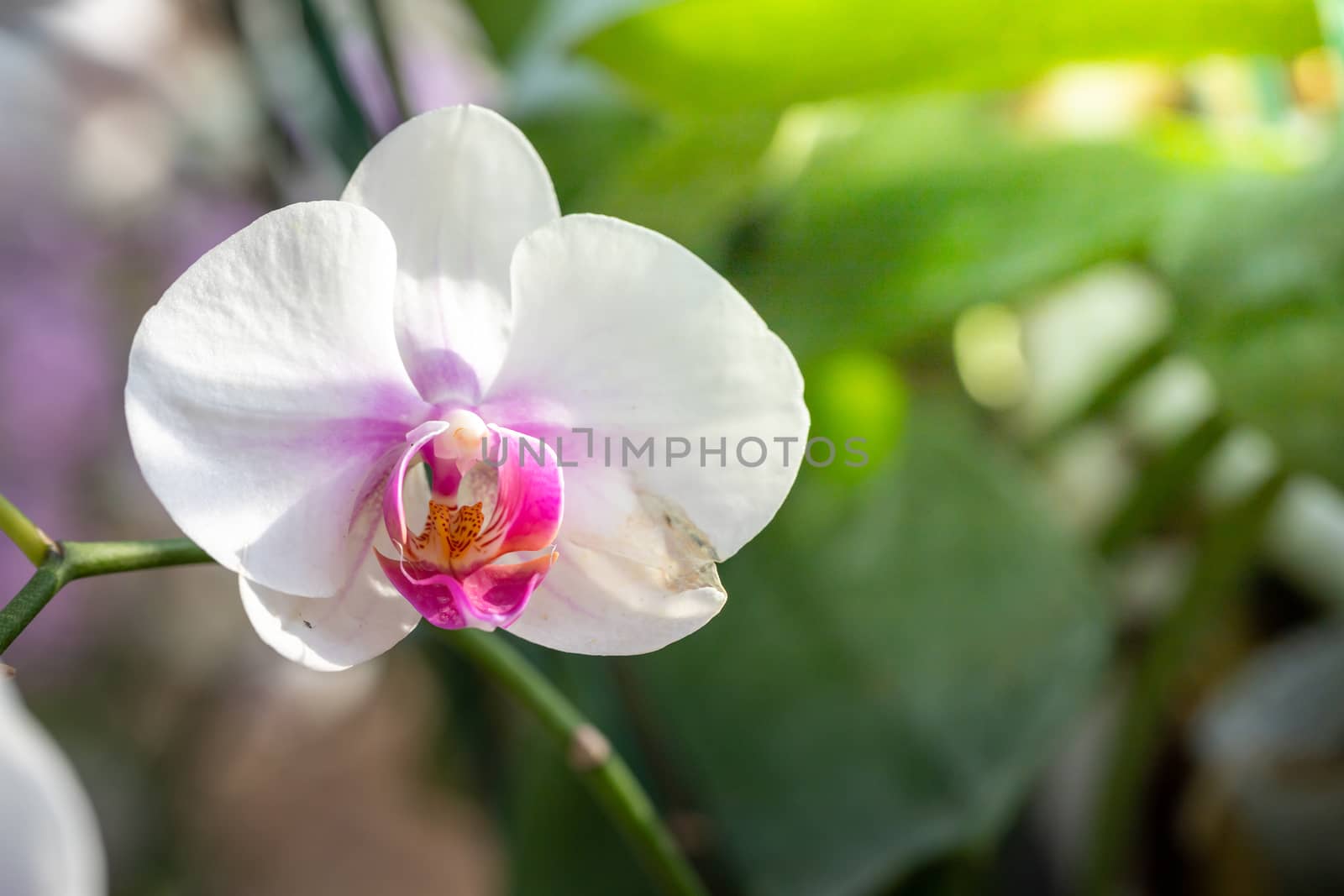 Beautiful blooming orchids in forest, On the bright sunshine