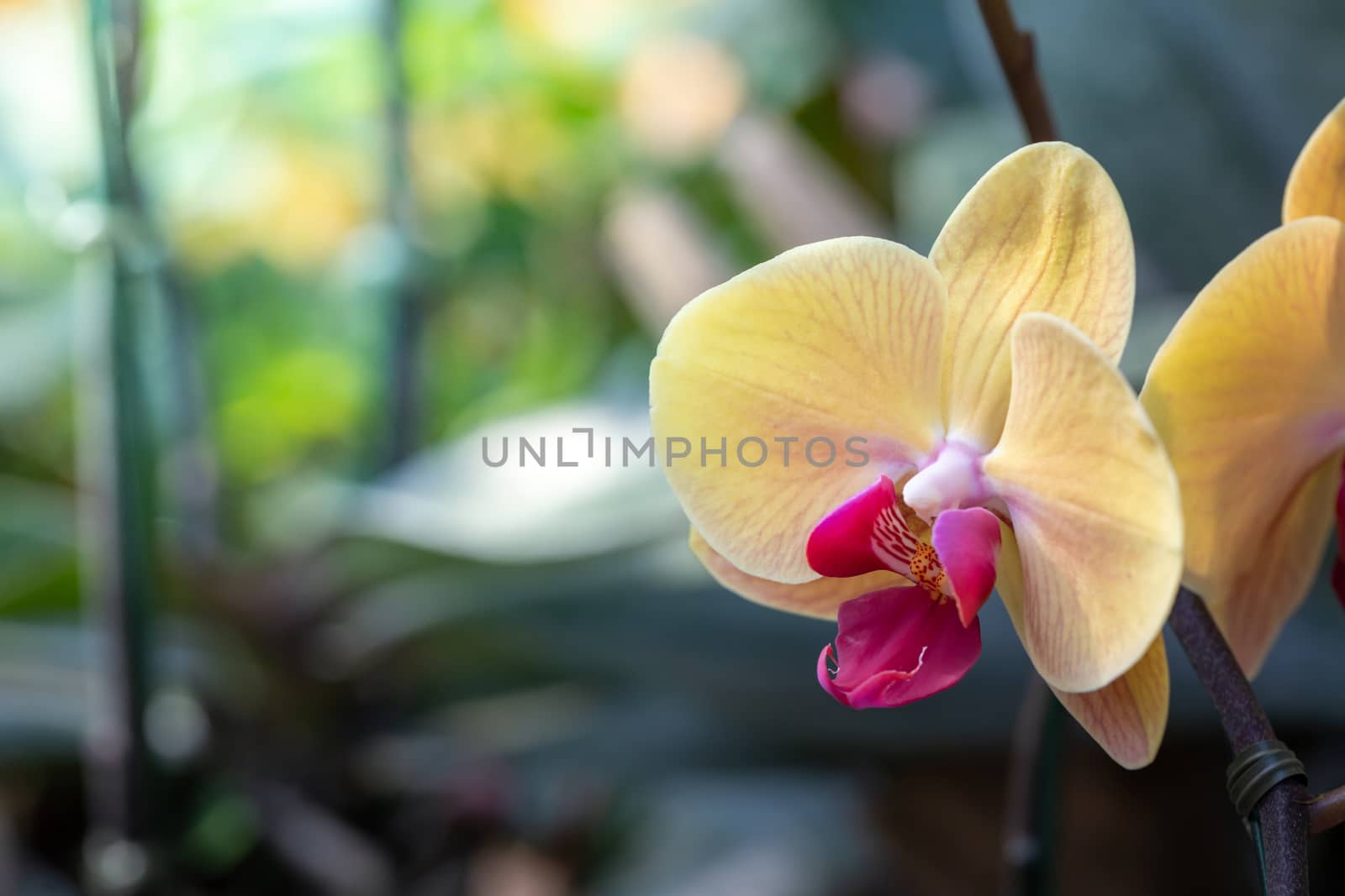 Beautiful blooming orchids in forest, On the bright sunshine