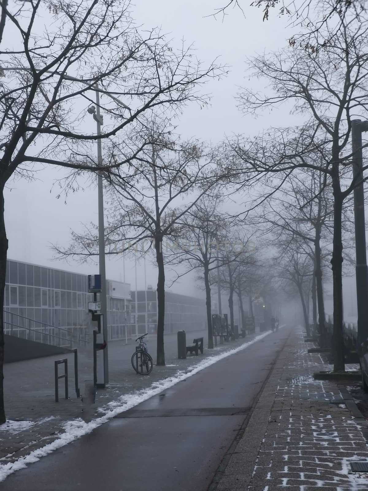 a pathway in the winter