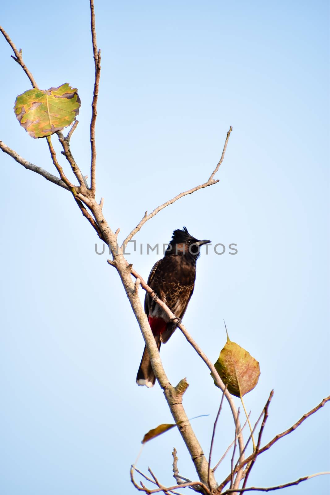 Bird sitting on a tree branch. Blue sky background in summer. Kumarakom Bird Sanctuary, Kerala India South Asia Pacific