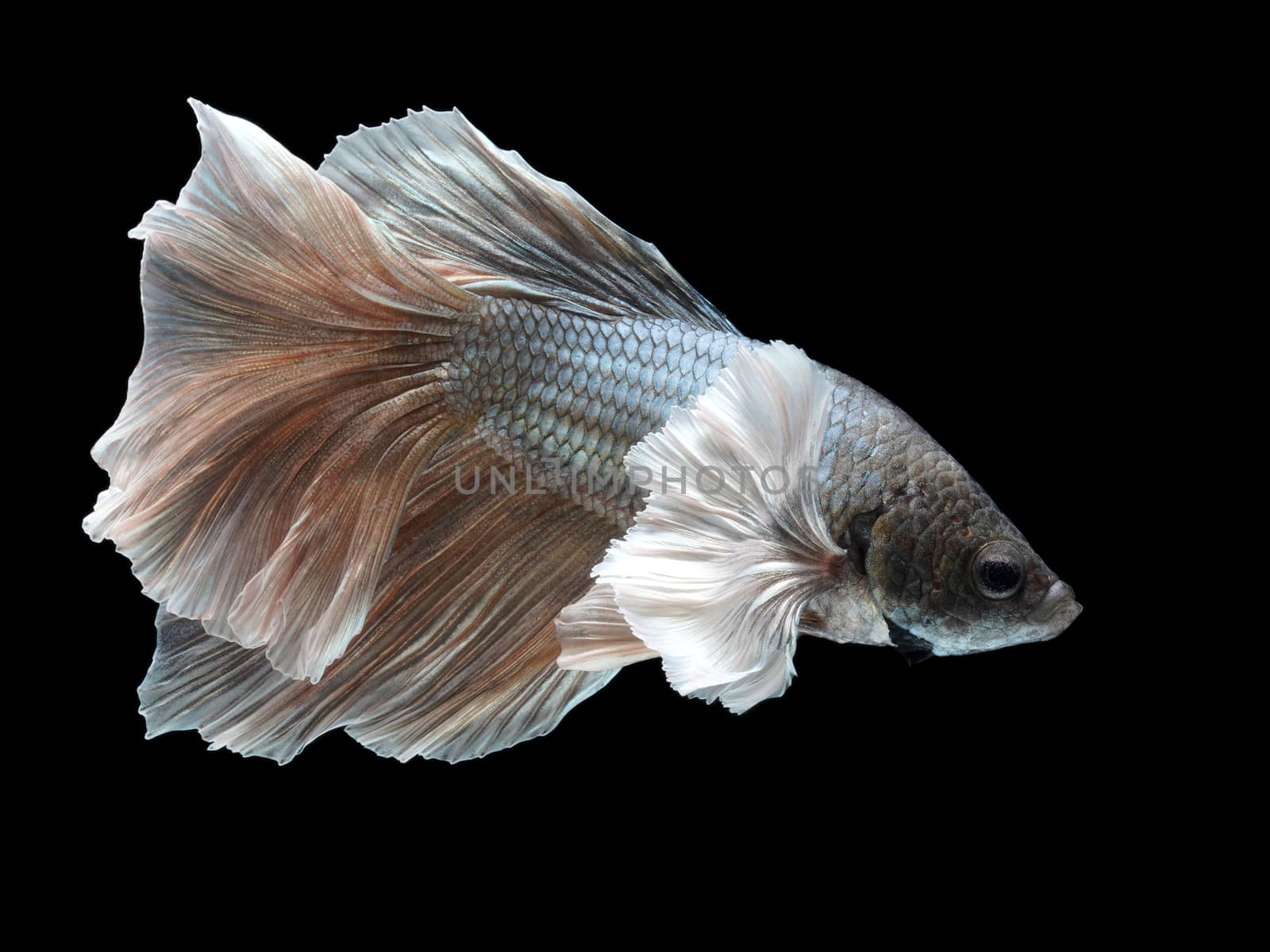 Male Halfmoon Betta on black background. Siamese fighting fish is the freshwater fish with beautiful fins and color.