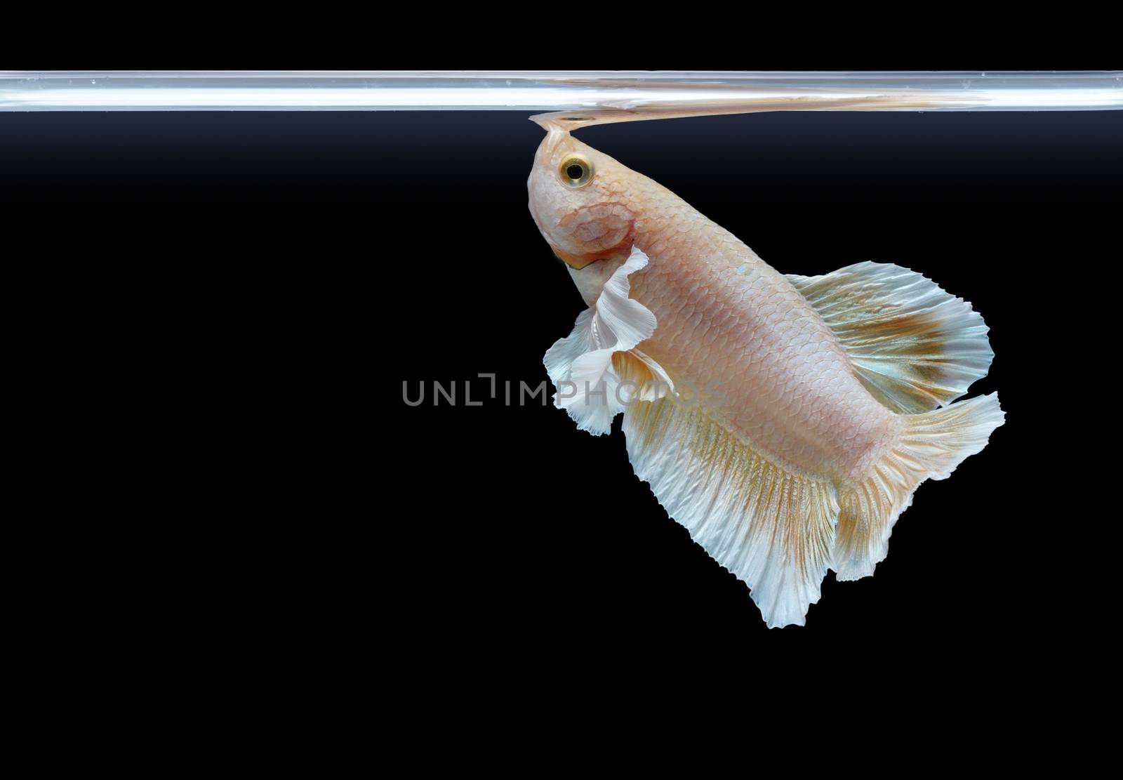 Beautiful pearl color betta fish breathe on the water surface.