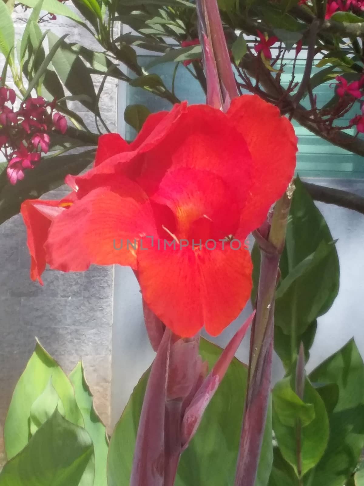 Canna indica or kardal flower