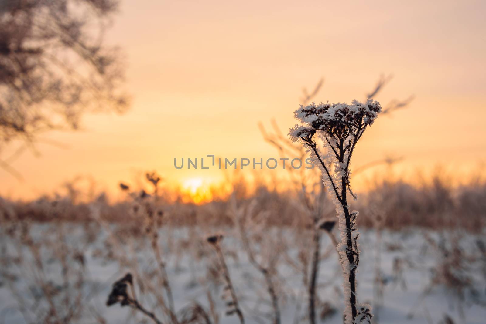 Frosted flowers in the sunset light by Seva_blsv