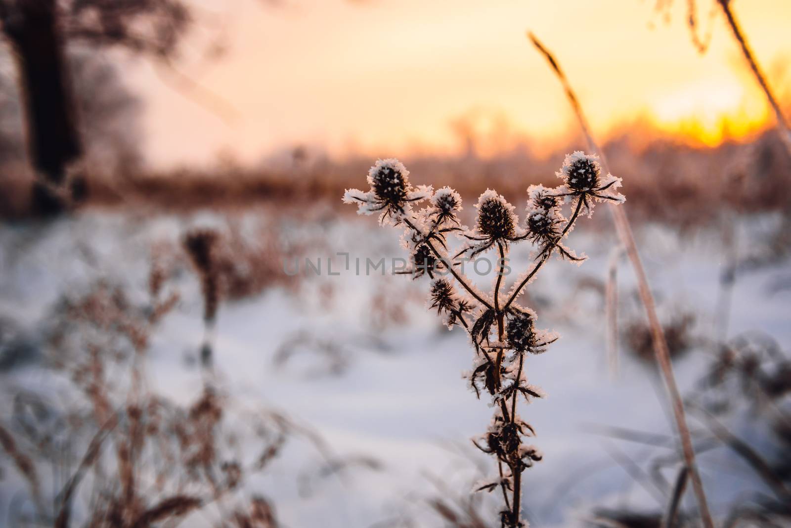 Frosted flowers in the sunset light by Seva_blsv