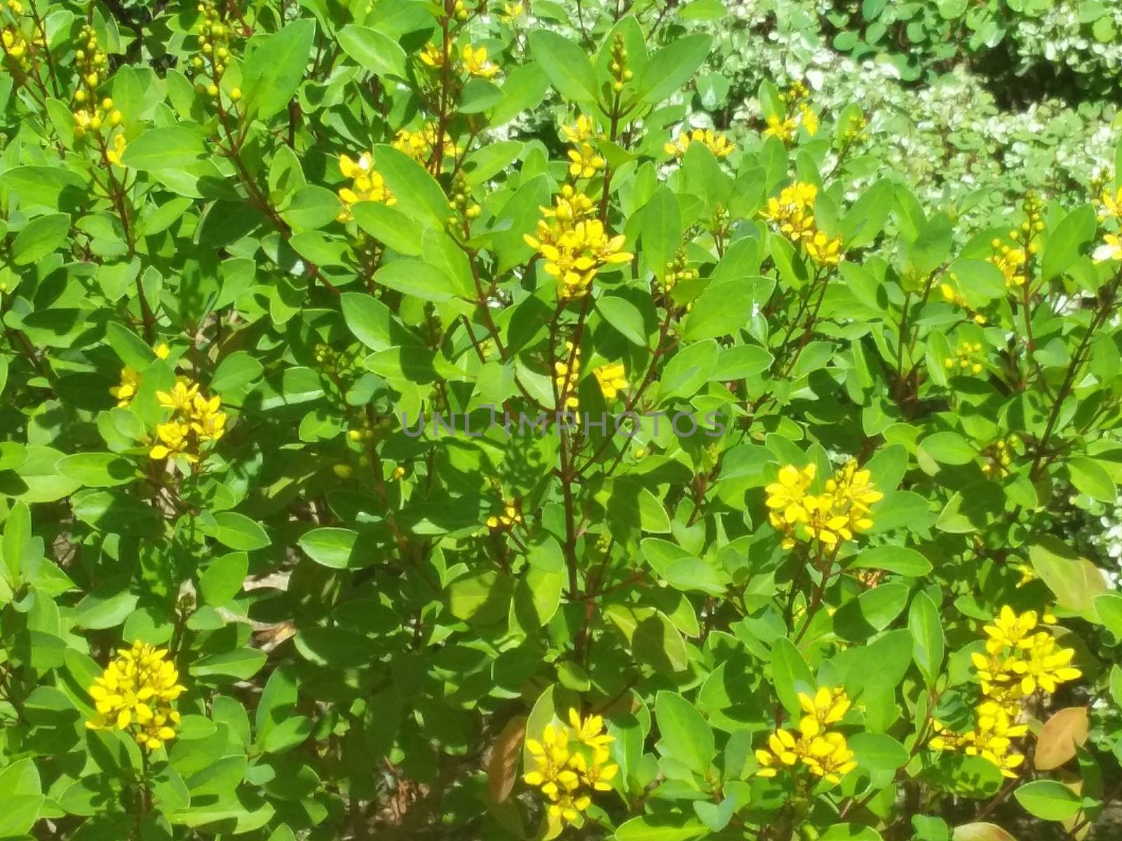 yellow flowers with green bushes