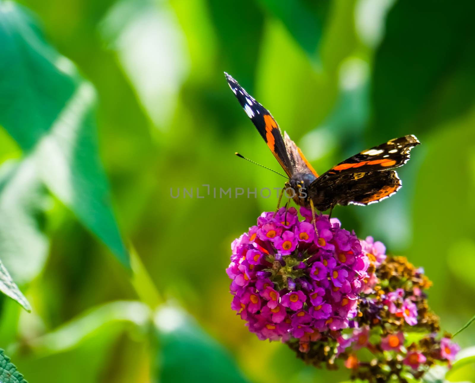beautiful front closeup of a red admiral butterfly, common insect specie from Europe