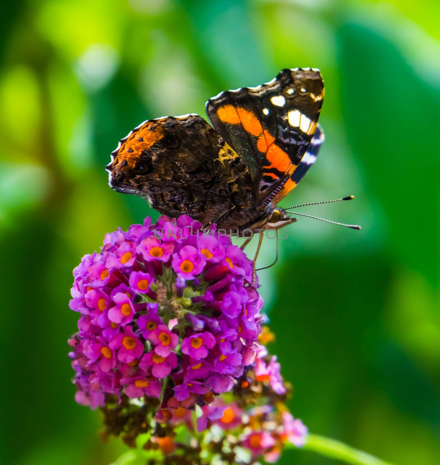 beautiful macro closeup of a red admiral butterfly, common insect specie from Europe by charlottebleijenberg