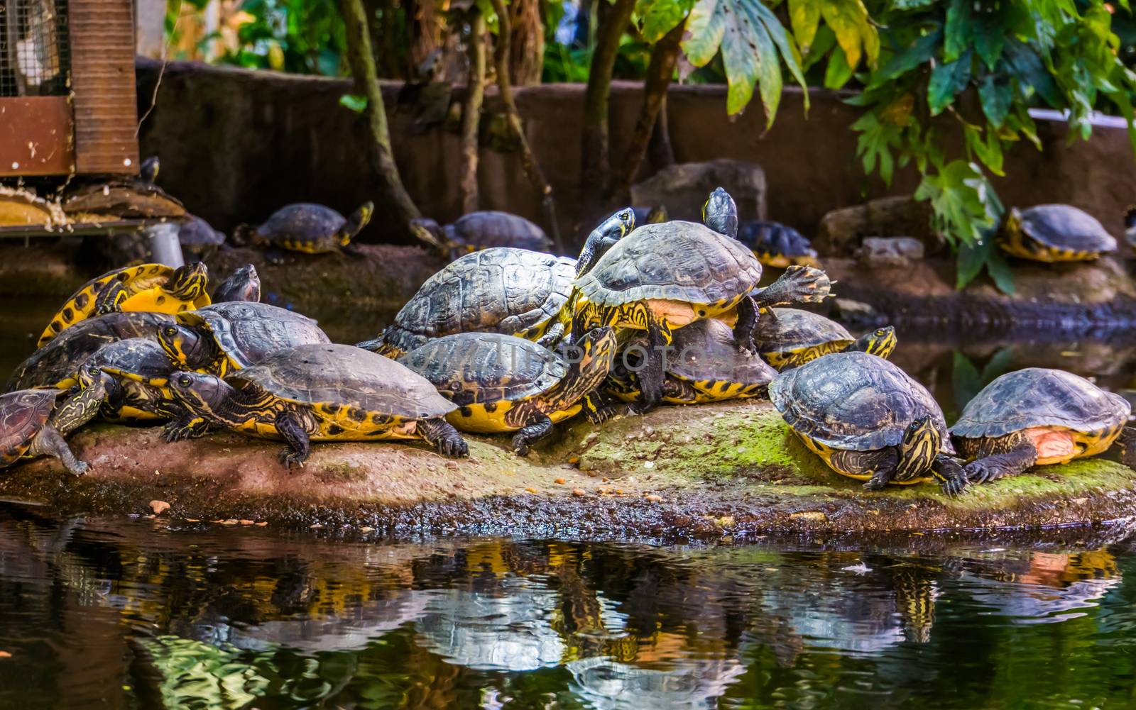 big yellow bellied cumberland slider turtle nest together on a rock, tropical reptile specie from America by charlottebleijenberg
