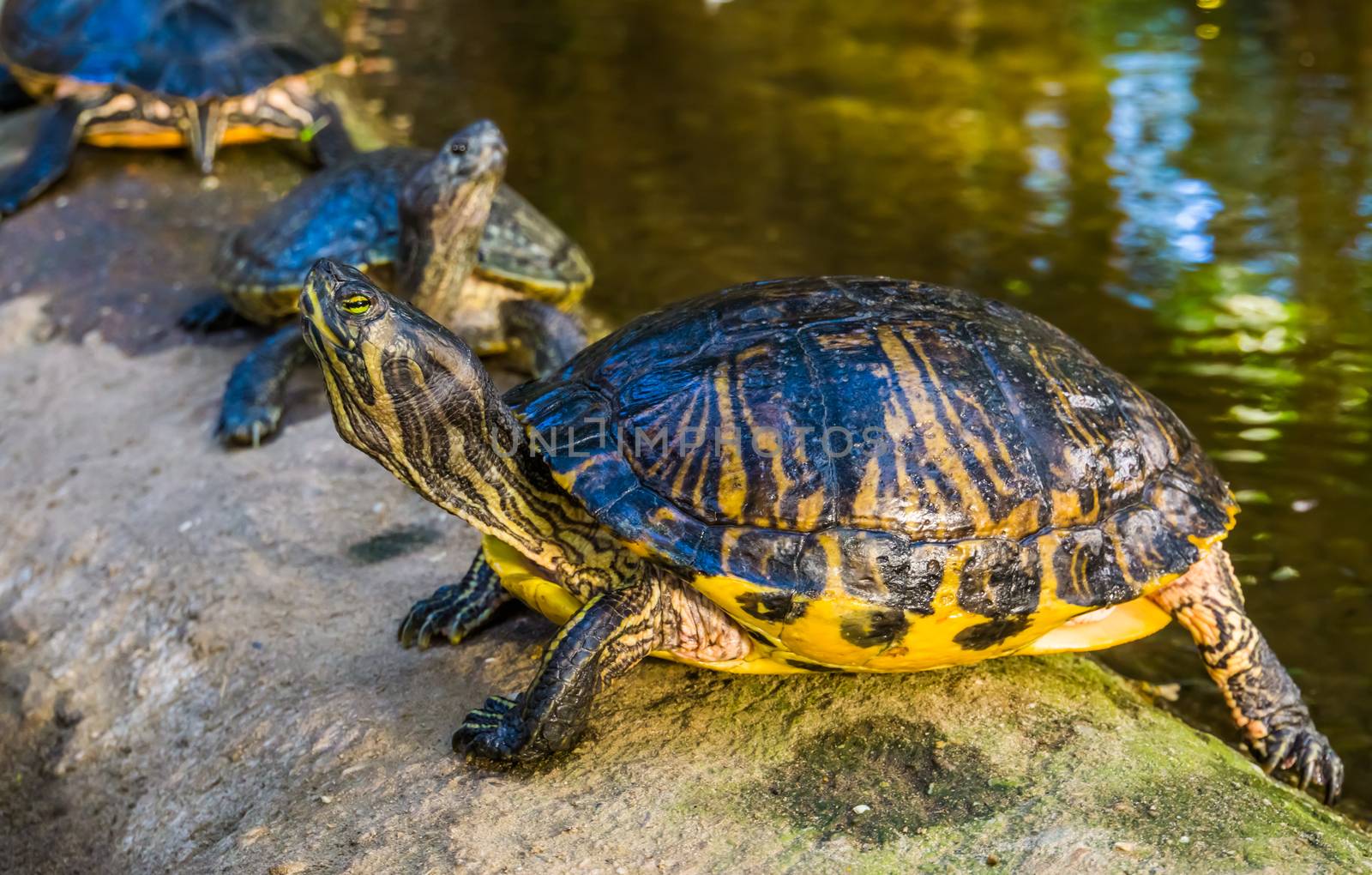 closeup portrait of a yellow bellied cumberland slider turtle, tropical reptile specie from America
