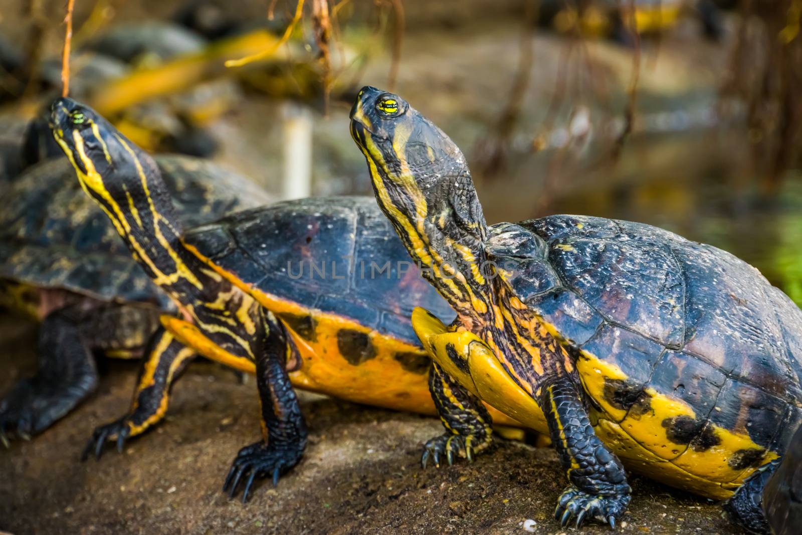closeup of a cumberland slider turtle with other swamp turtles in the background, tropical reptile specie from America by charlottebleijenberg