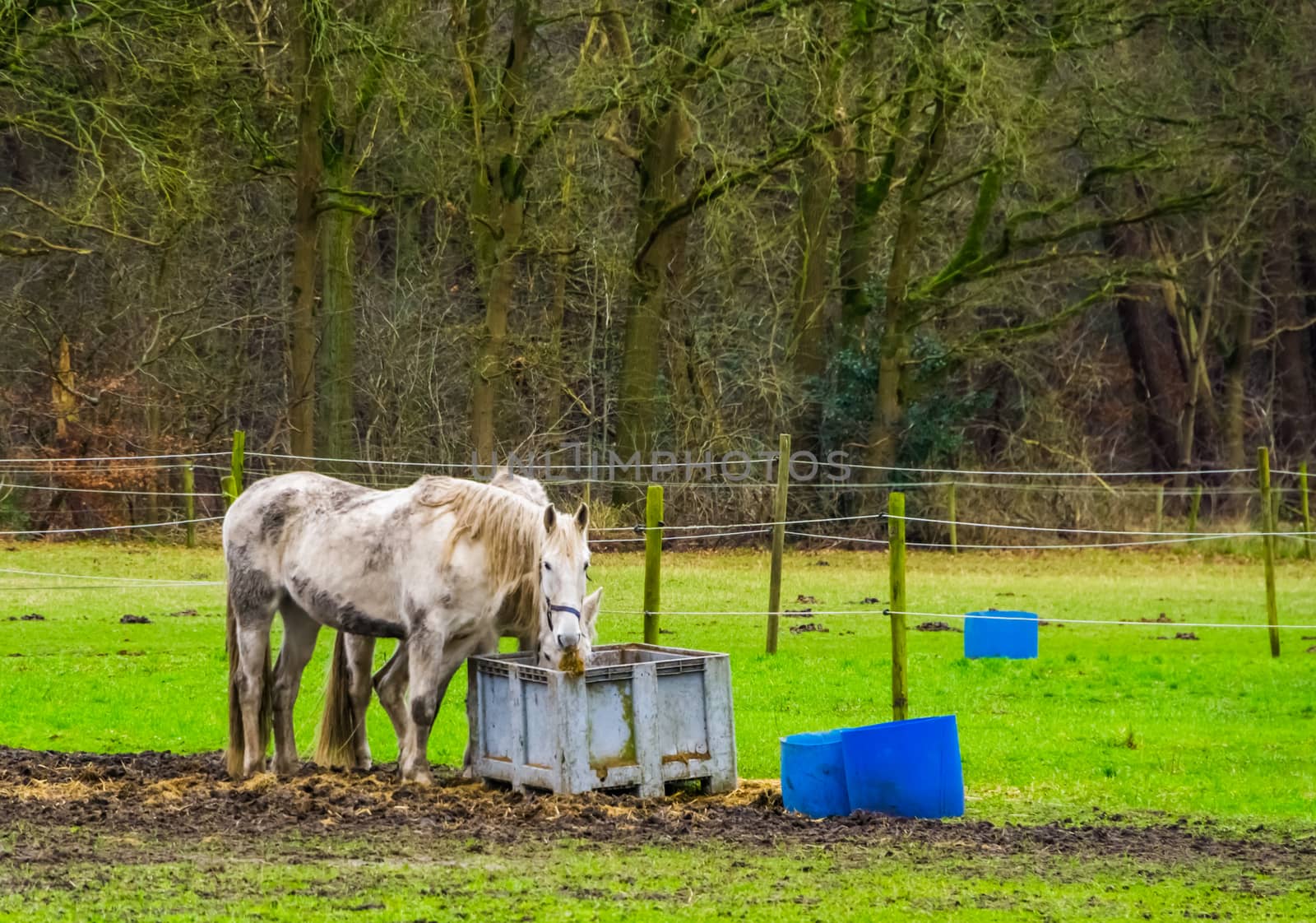 white horse couple eating hay out of basket together in the pasture, pet and animal care