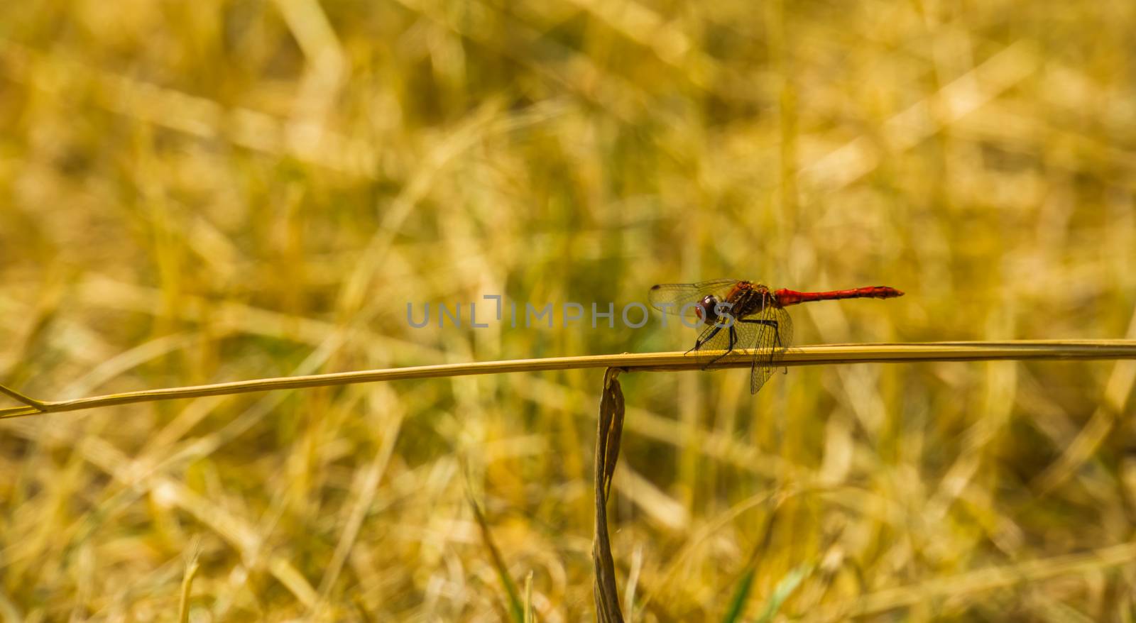 portrait of a ruddy darter sitting on a blade of grass, fire red dragonfly, common insect specie from Europe