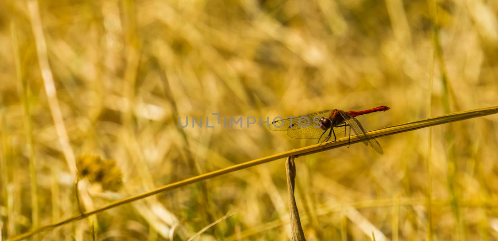 beautiful closeup of a ruddy darter sitting on a blade of grass, fire red dragonfly, common insect specie from Europe by charlottebleijenberg