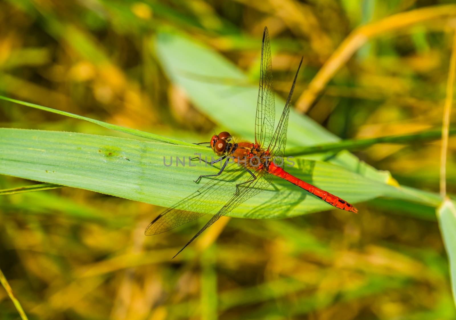 macro closeup of a ruddy darter, fire red dragonfly, common insect specie from Europe