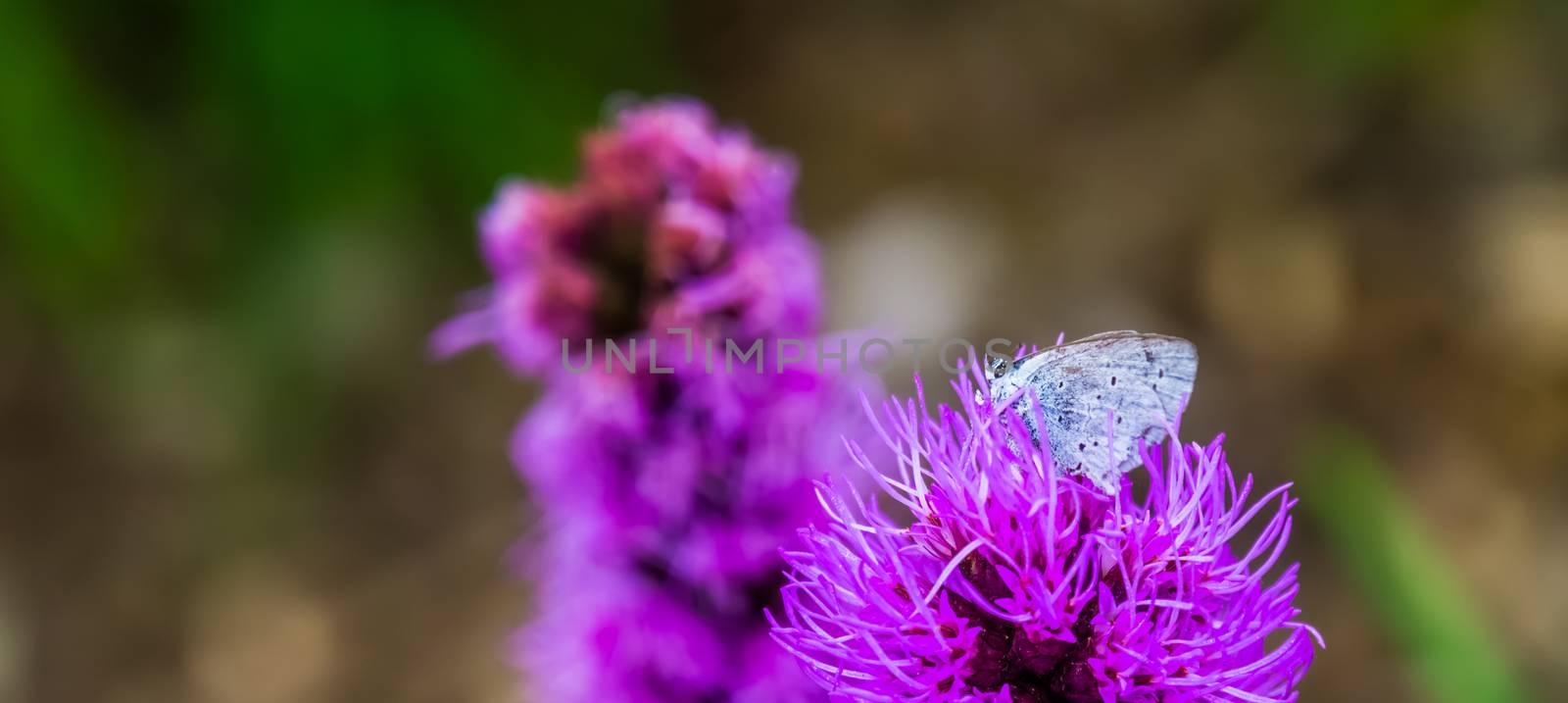 Holly blue butterfly in macro closeup, common insect specie from Eurasia