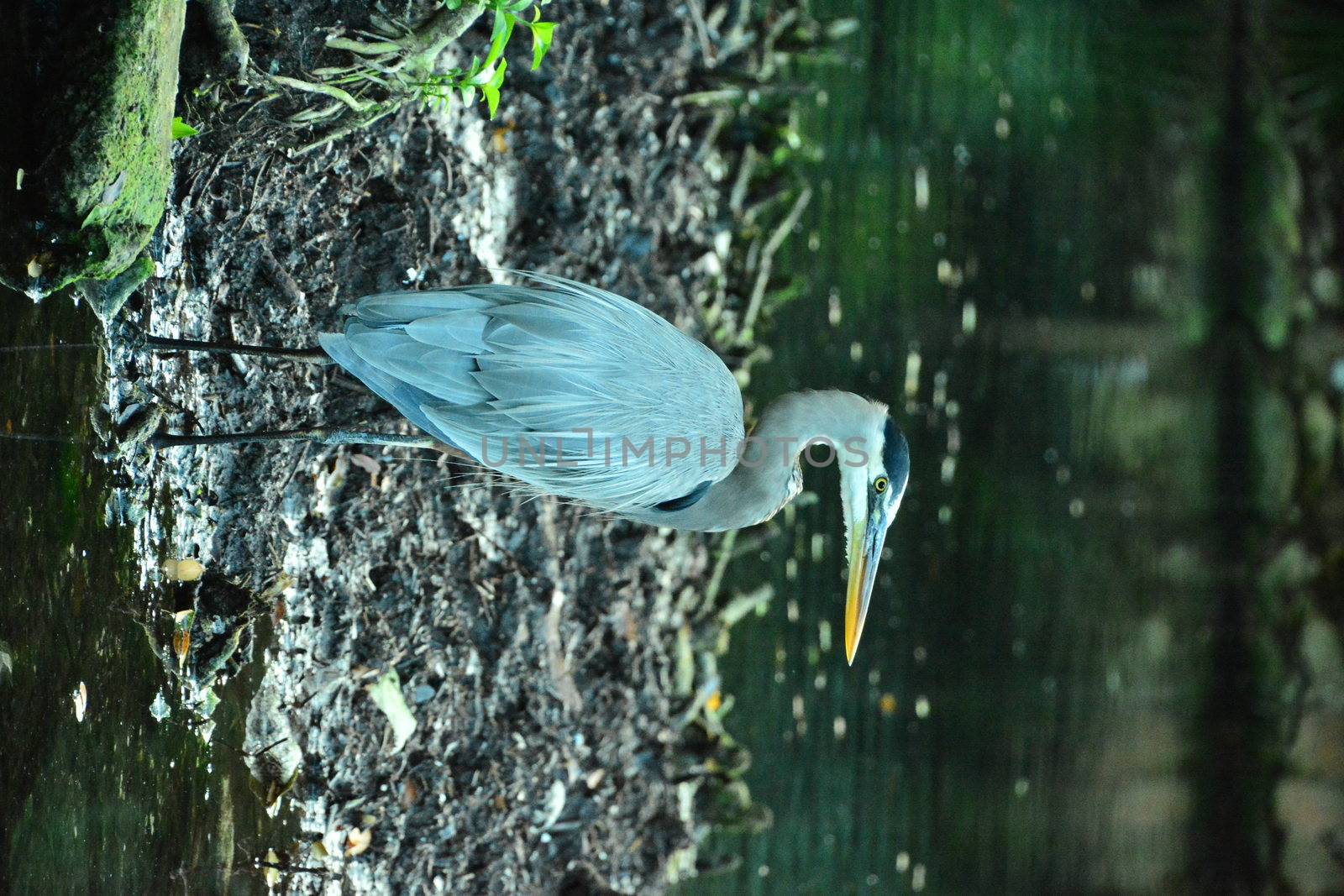Gray heron in the pond looking for food in Mexico
