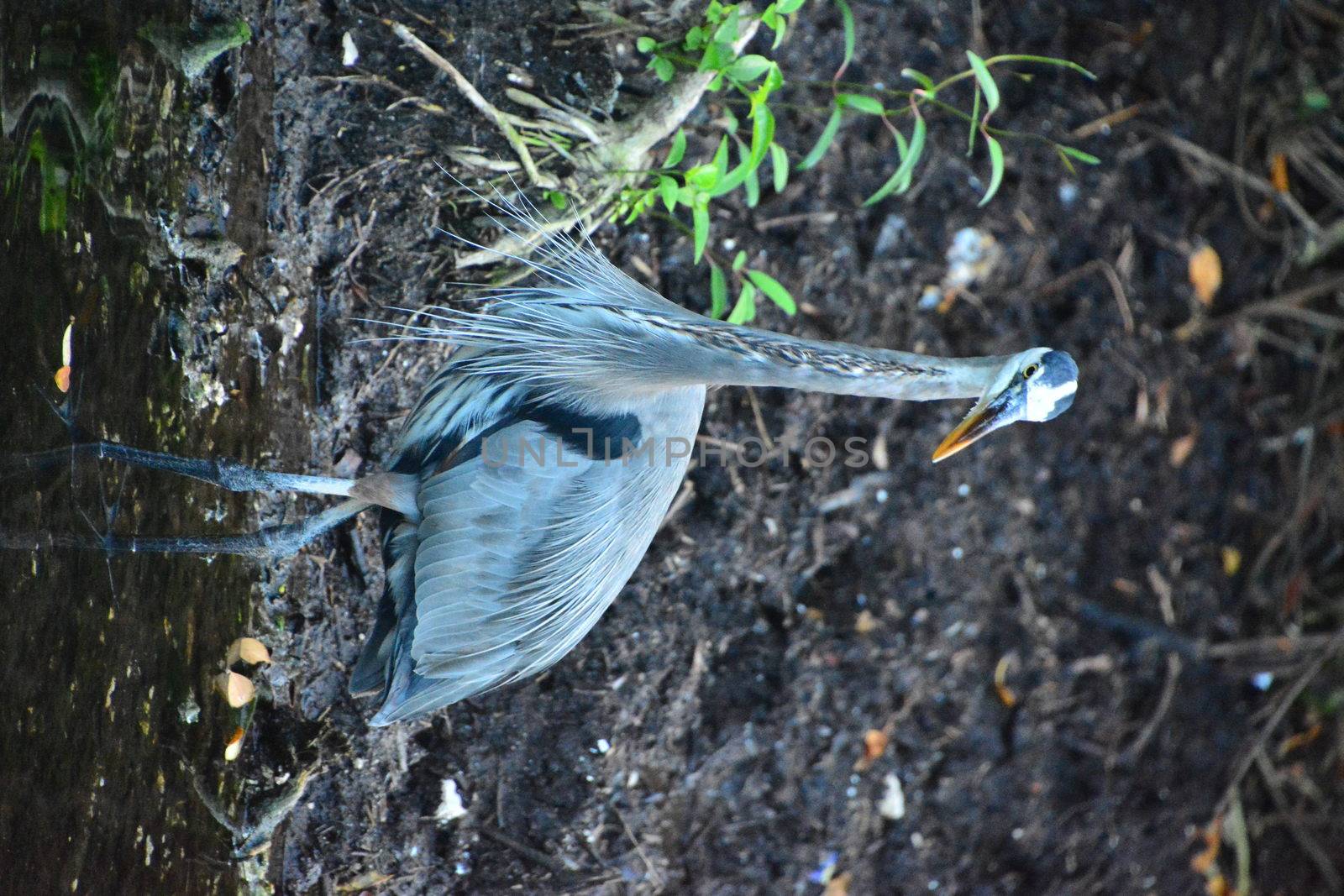 Gray heron in the pond looking for food in Mexico