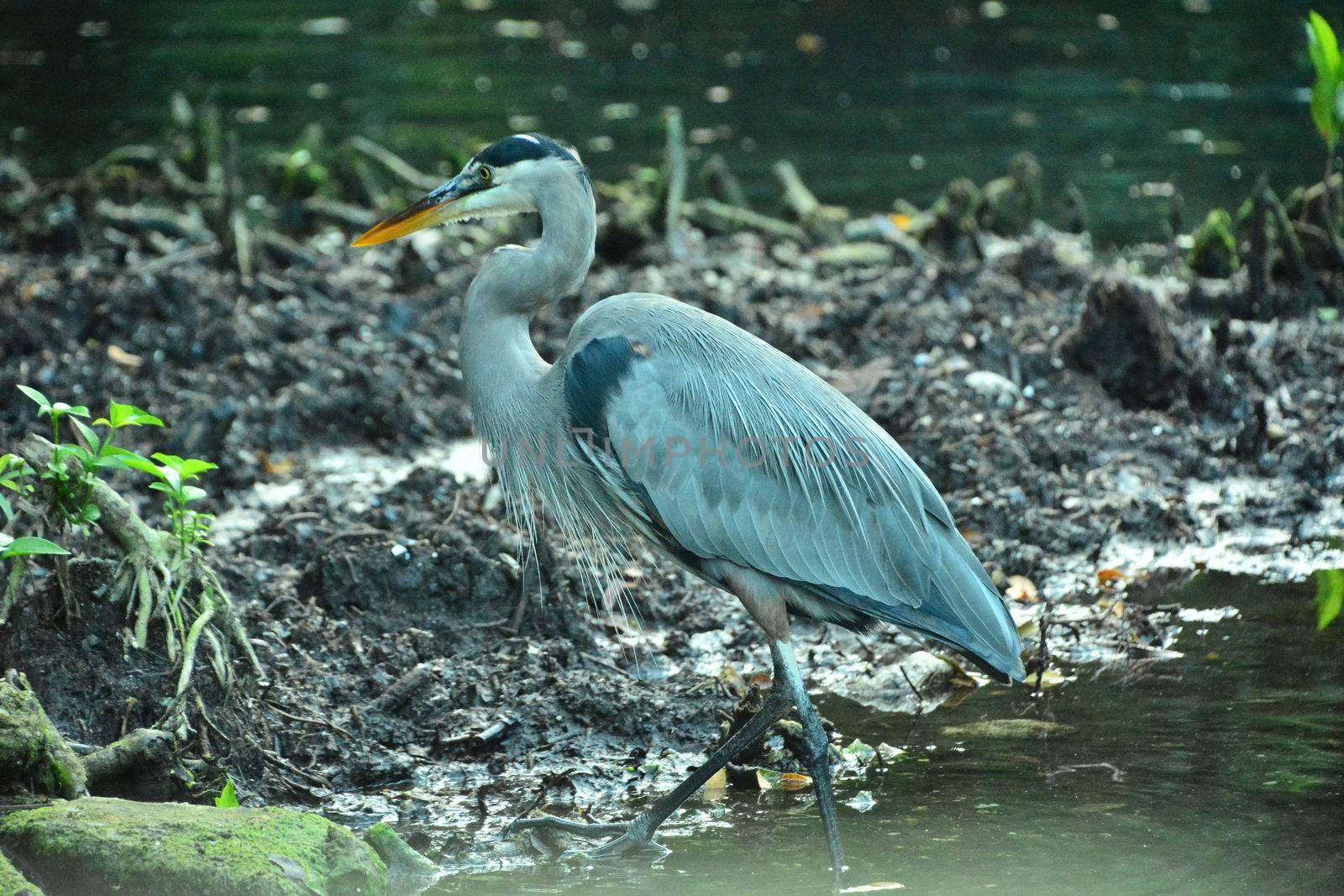 Gray heron in the pond looking for food in Mexico