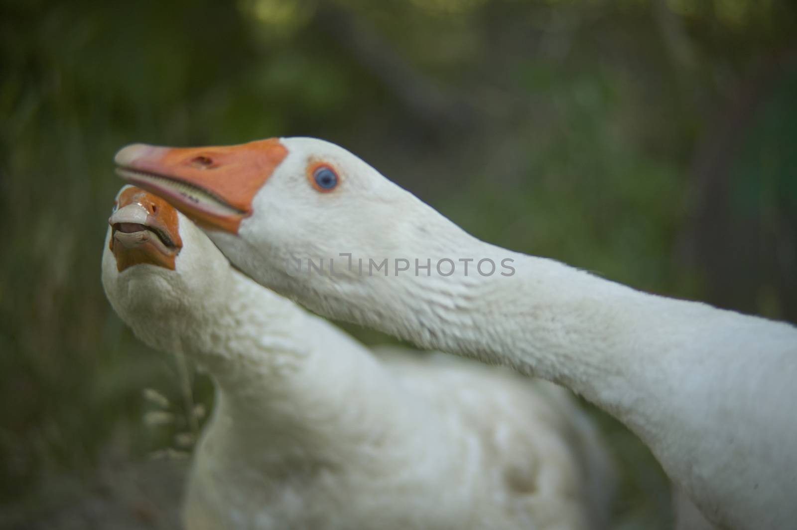 Wild geese in groups move among the vegetation looking around