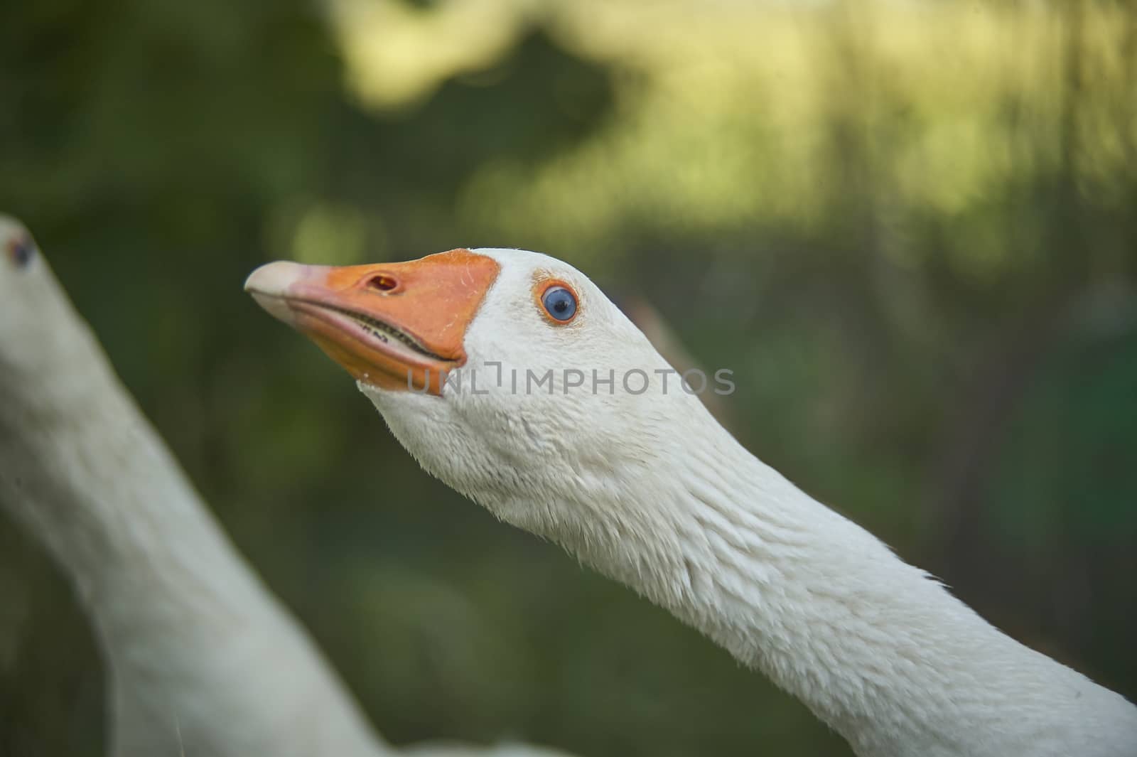 Wild geese in groups move among the vegetation looking around