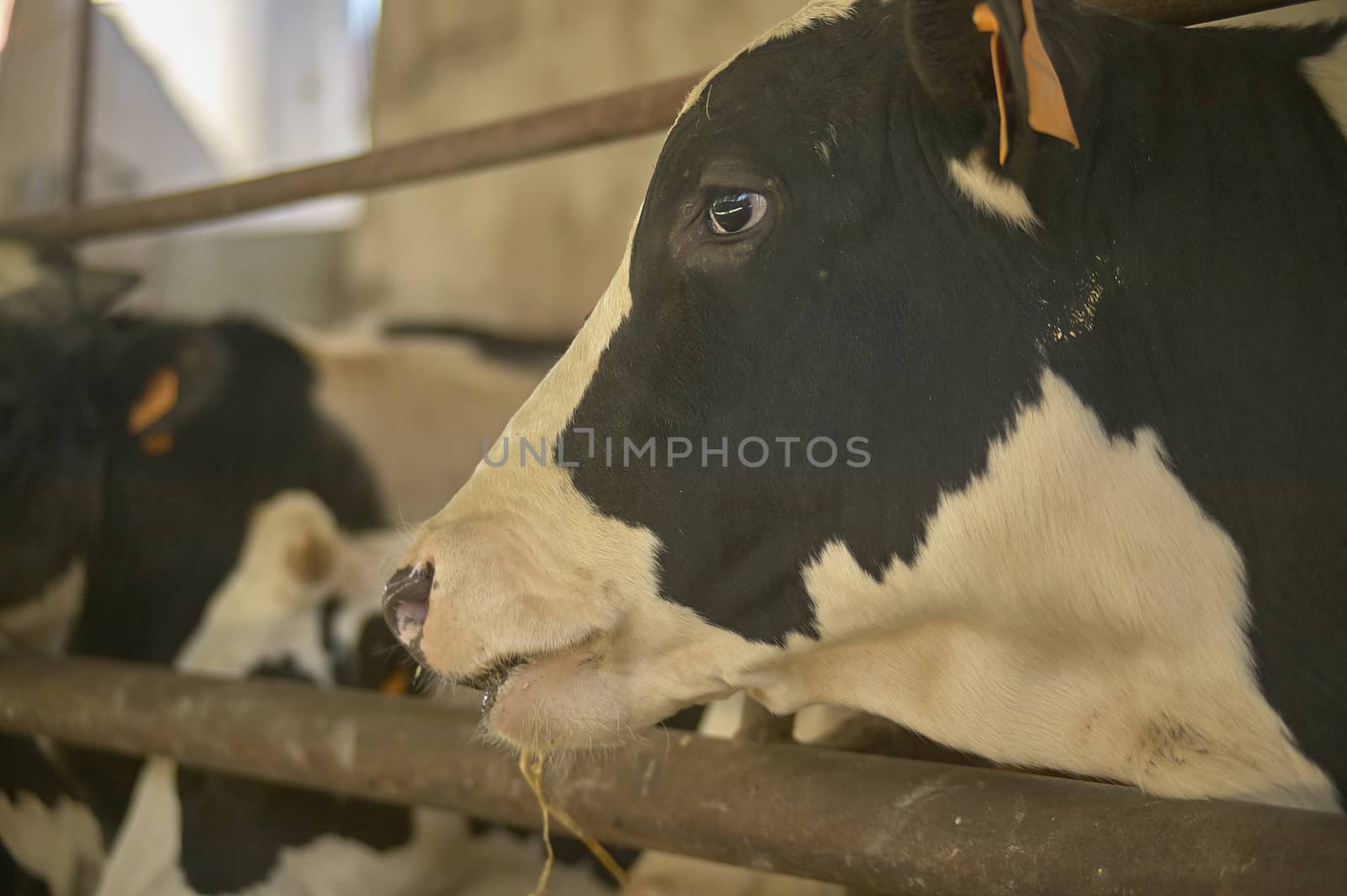 Cows in the stable inside the fence for the production of meat