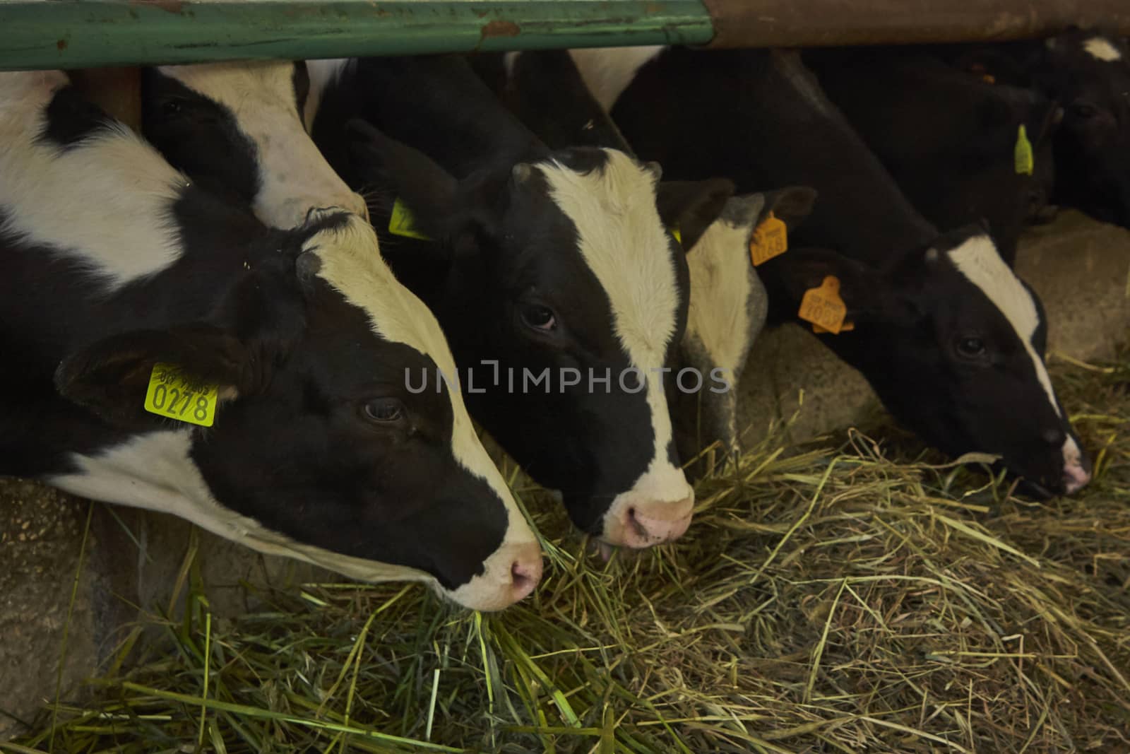 Cows in the stable inside the fence for the production of meat