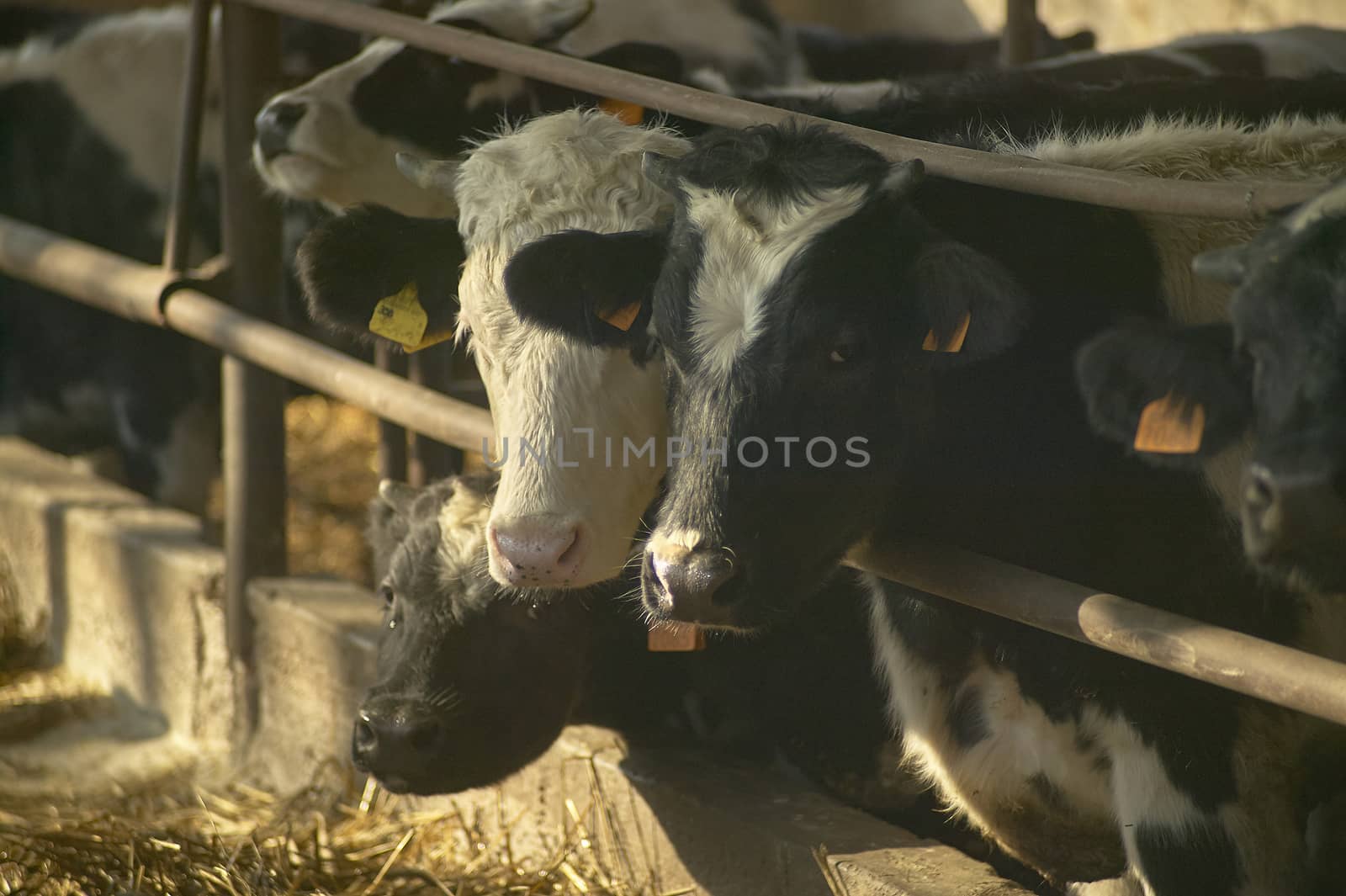 Cows in the stable inside the fence for the production of meat