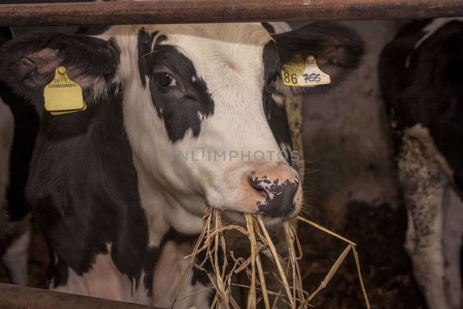 Cows in the stable inside the fence for the production of meat