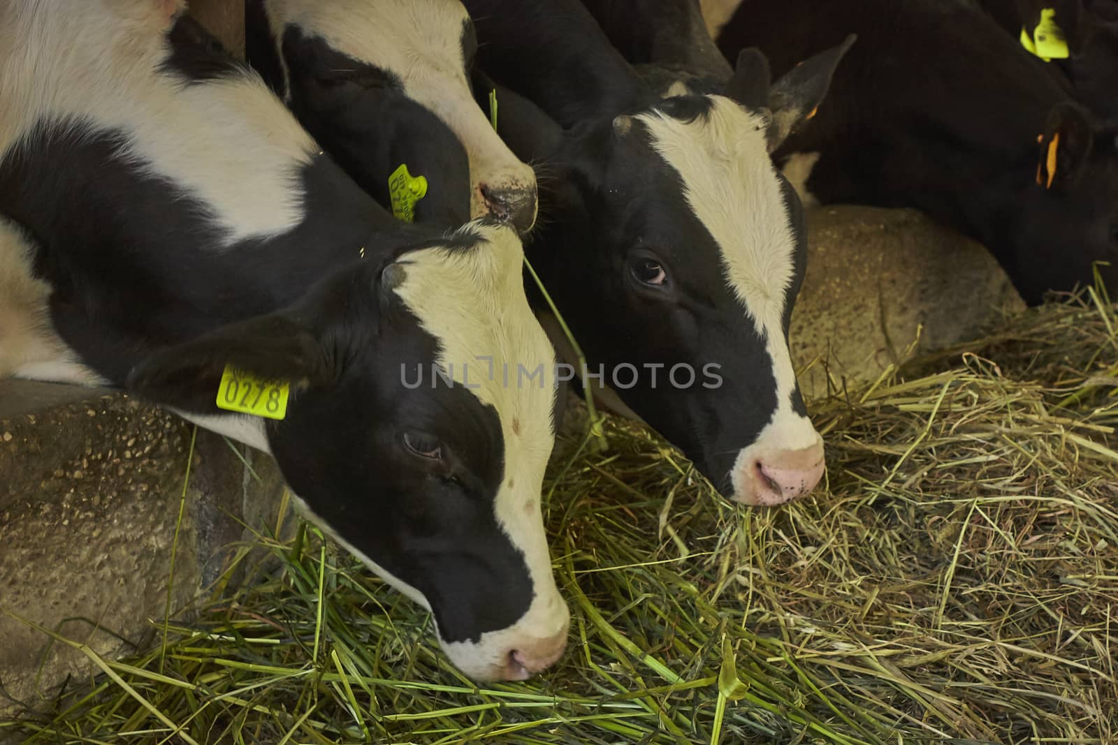 Cows on the farm 4 by pippocarlot