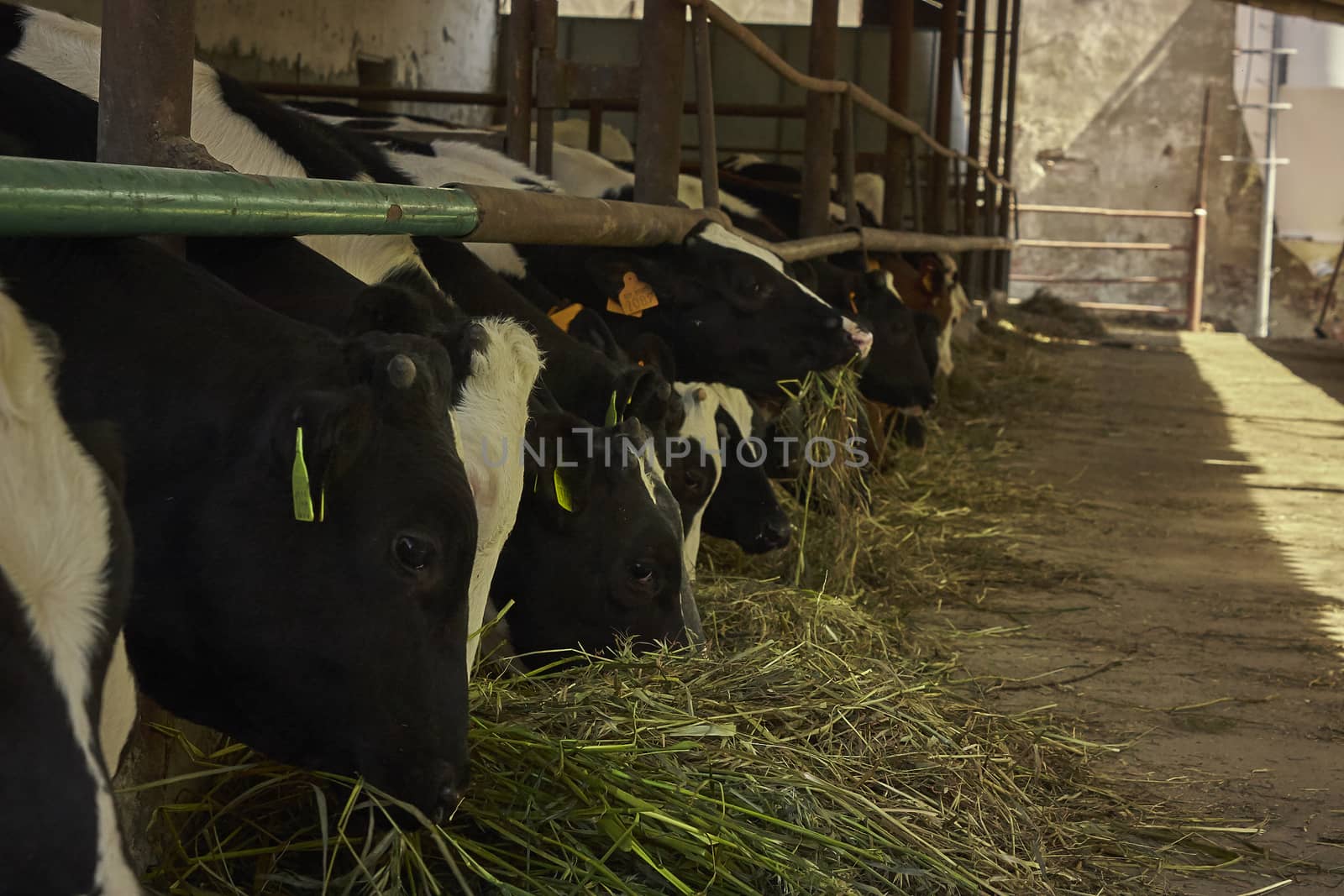 Cows on the farm by pippocarlot