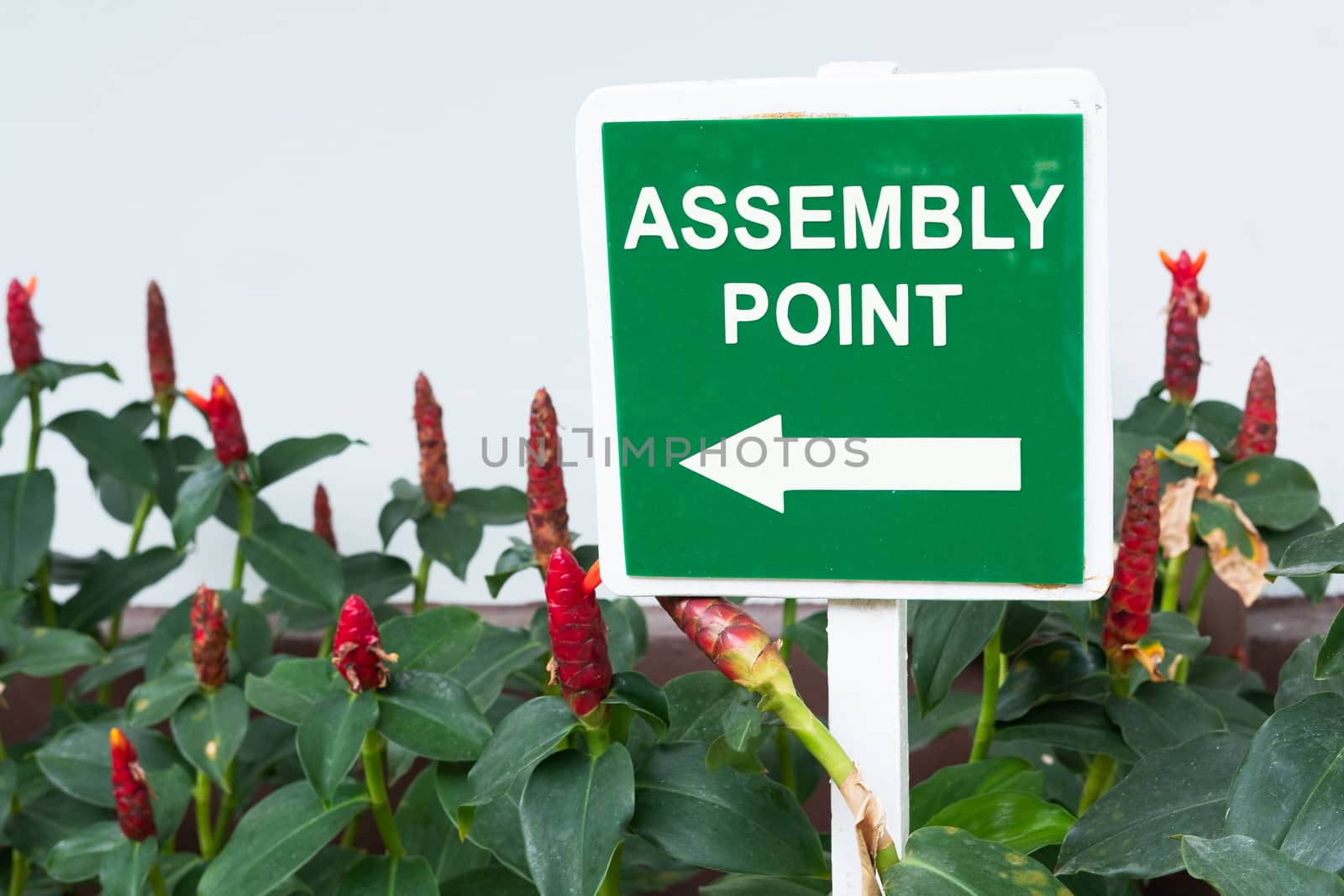 Assembly point in green color signpost in the garden nature background. Emergency assembly point sign board