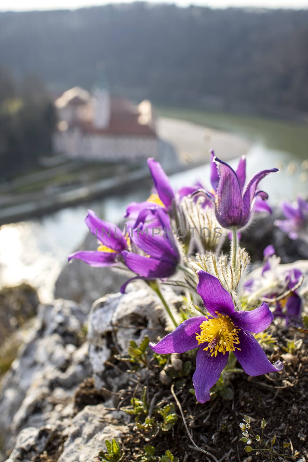 pasque flowers outdoor in spring by bernjuer