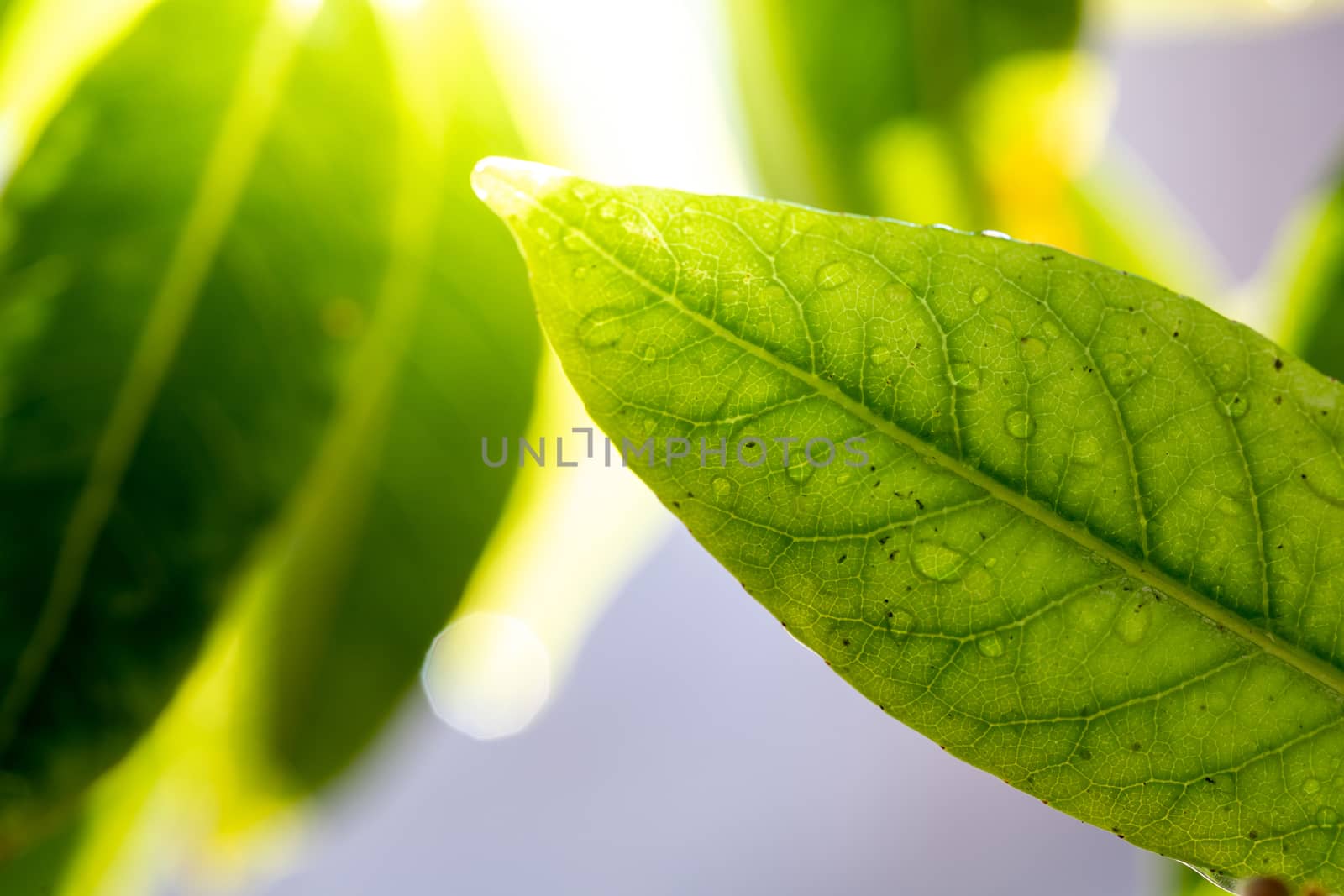 Close Up green leaf under sunlight in the garden. Natural background with copy space.