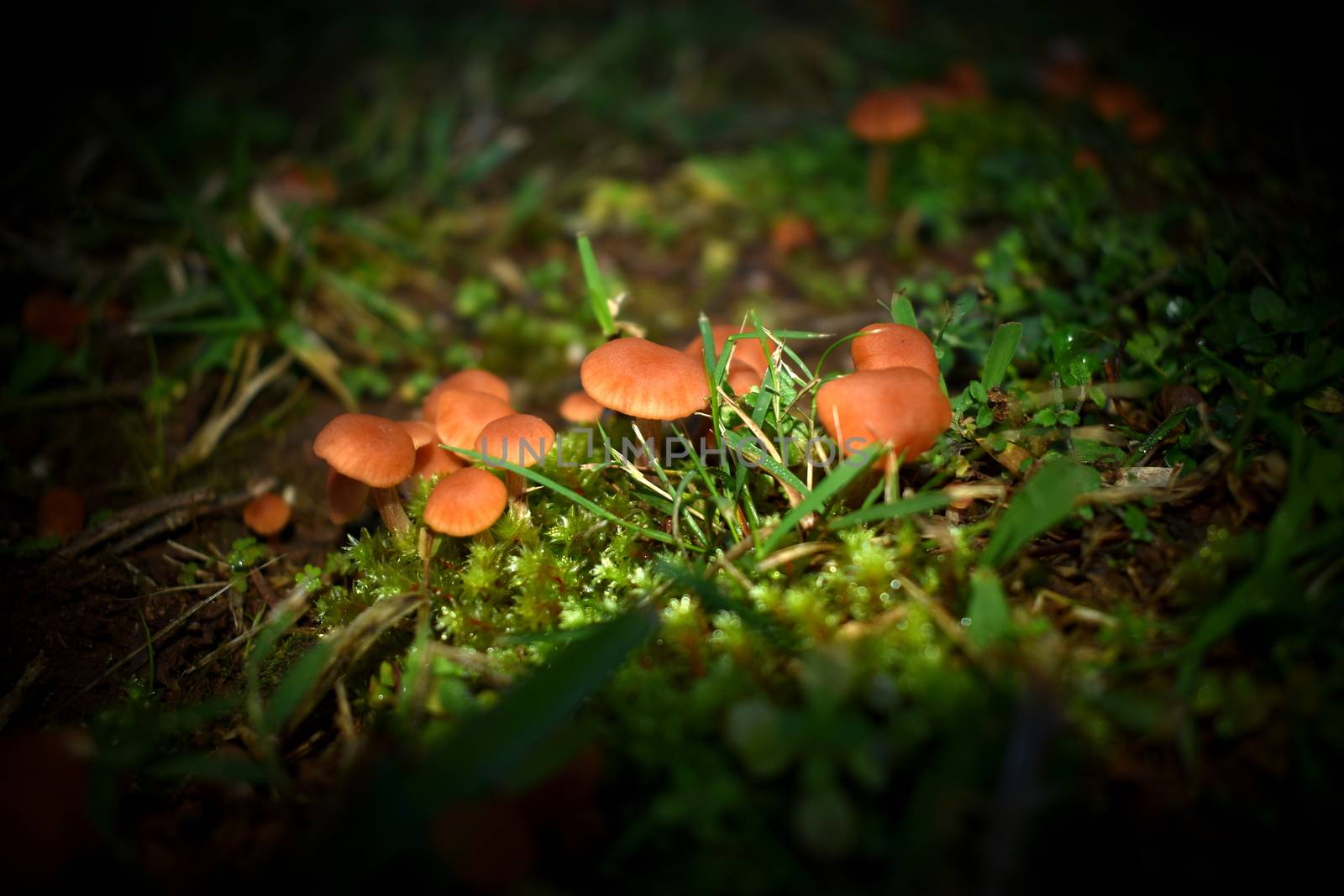 A bunch of small orange mushrooms growing near moss