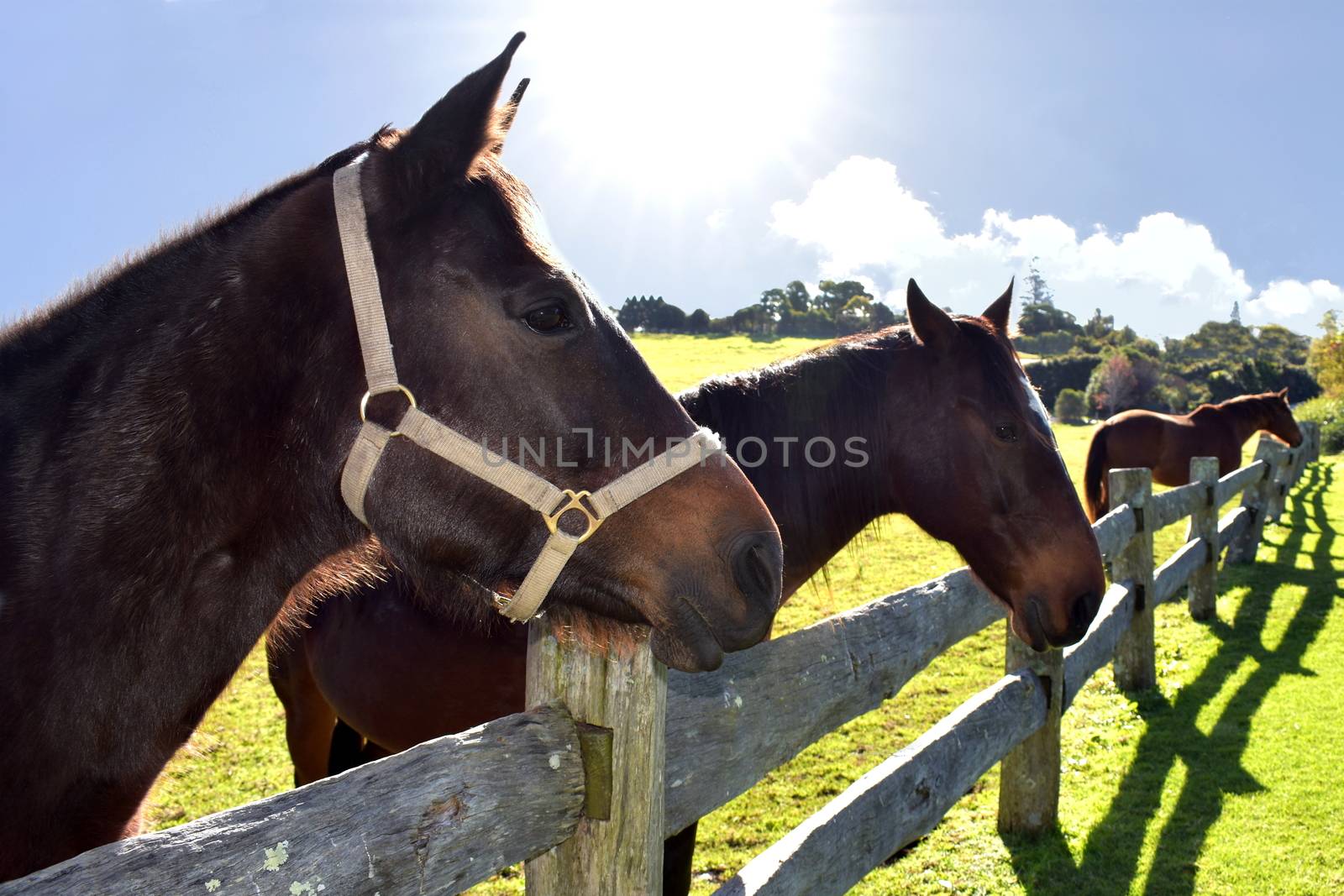 Three horses standing along a fence.