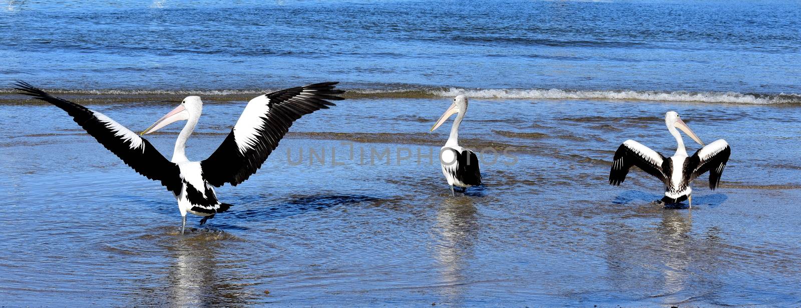 Three pelicans playing at the beach.