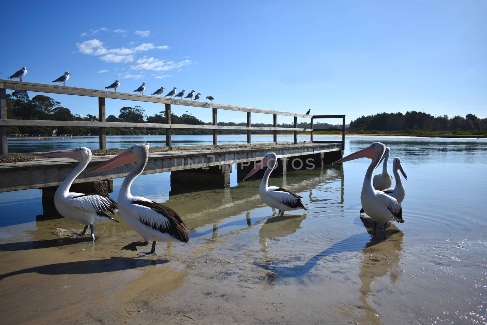 A group of pelicans at a wharf