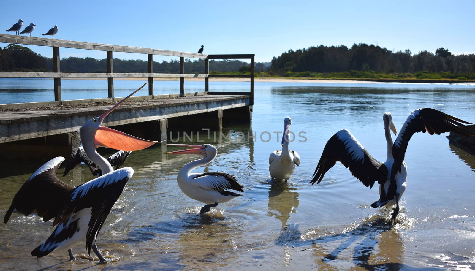 A group of pelicans at a wharf