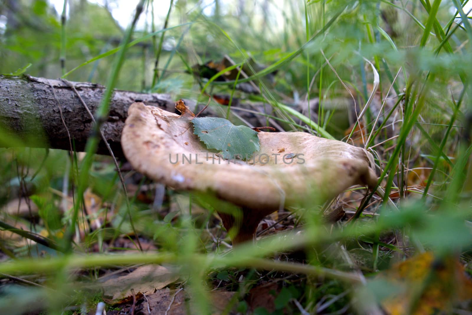 Wild mushroom among green grass by wolegsan