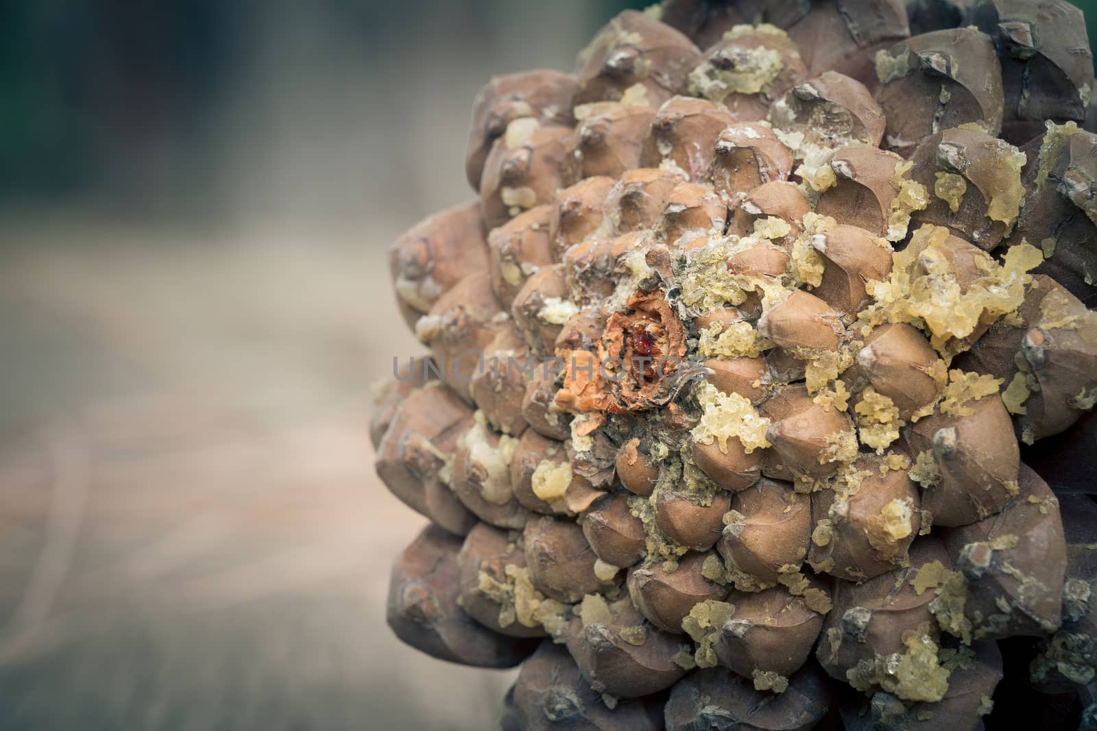 Brown pine cone with resin. Macro closeup with selective focus and copy space.