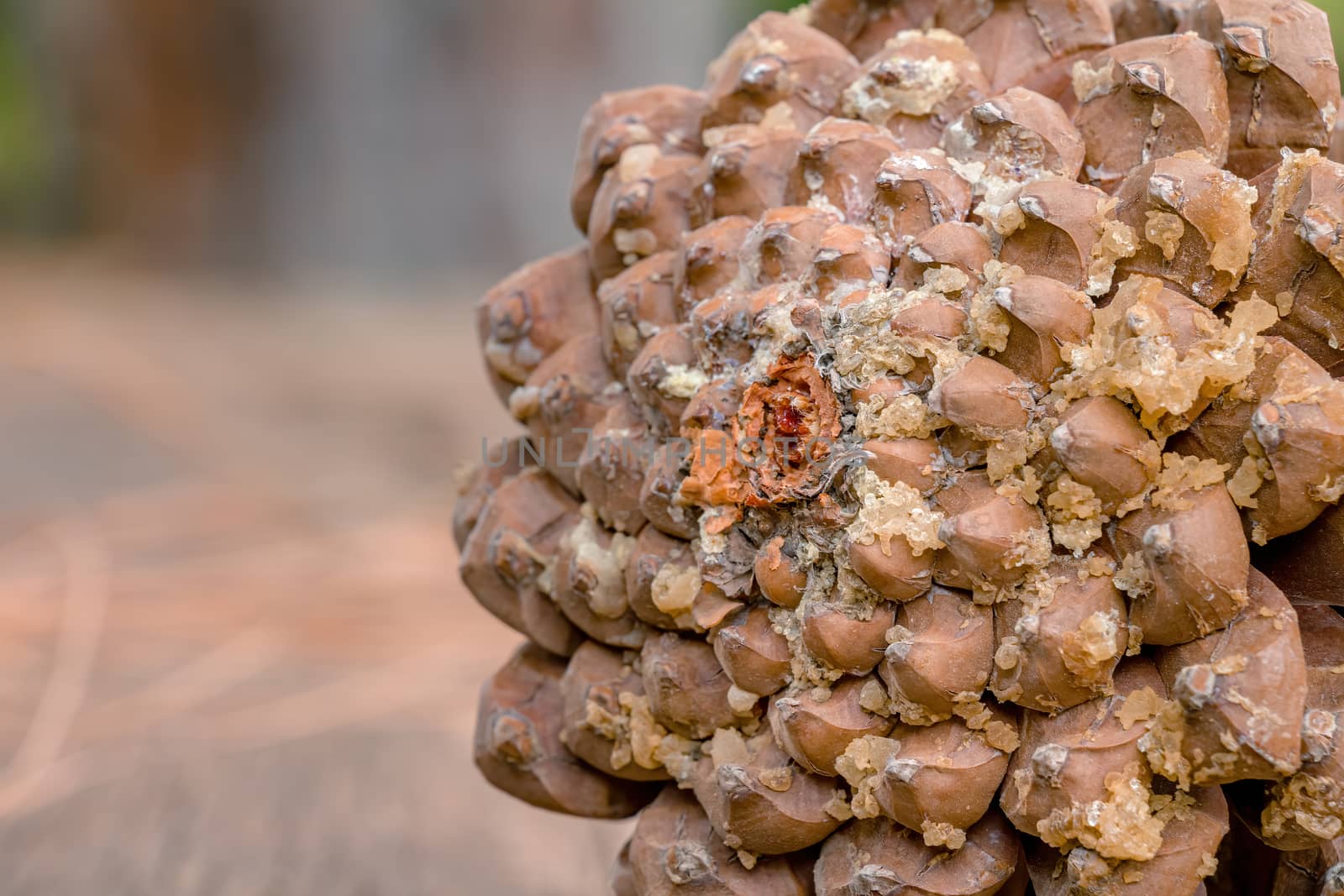 Brown pine cone with resin. Macro closeup with selective focus and copy space.