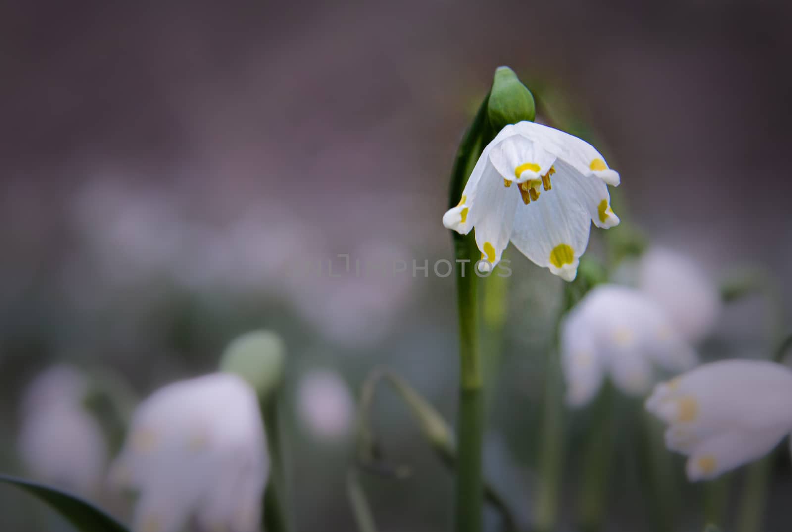 The spring is coming with beautiful white snowflake flower